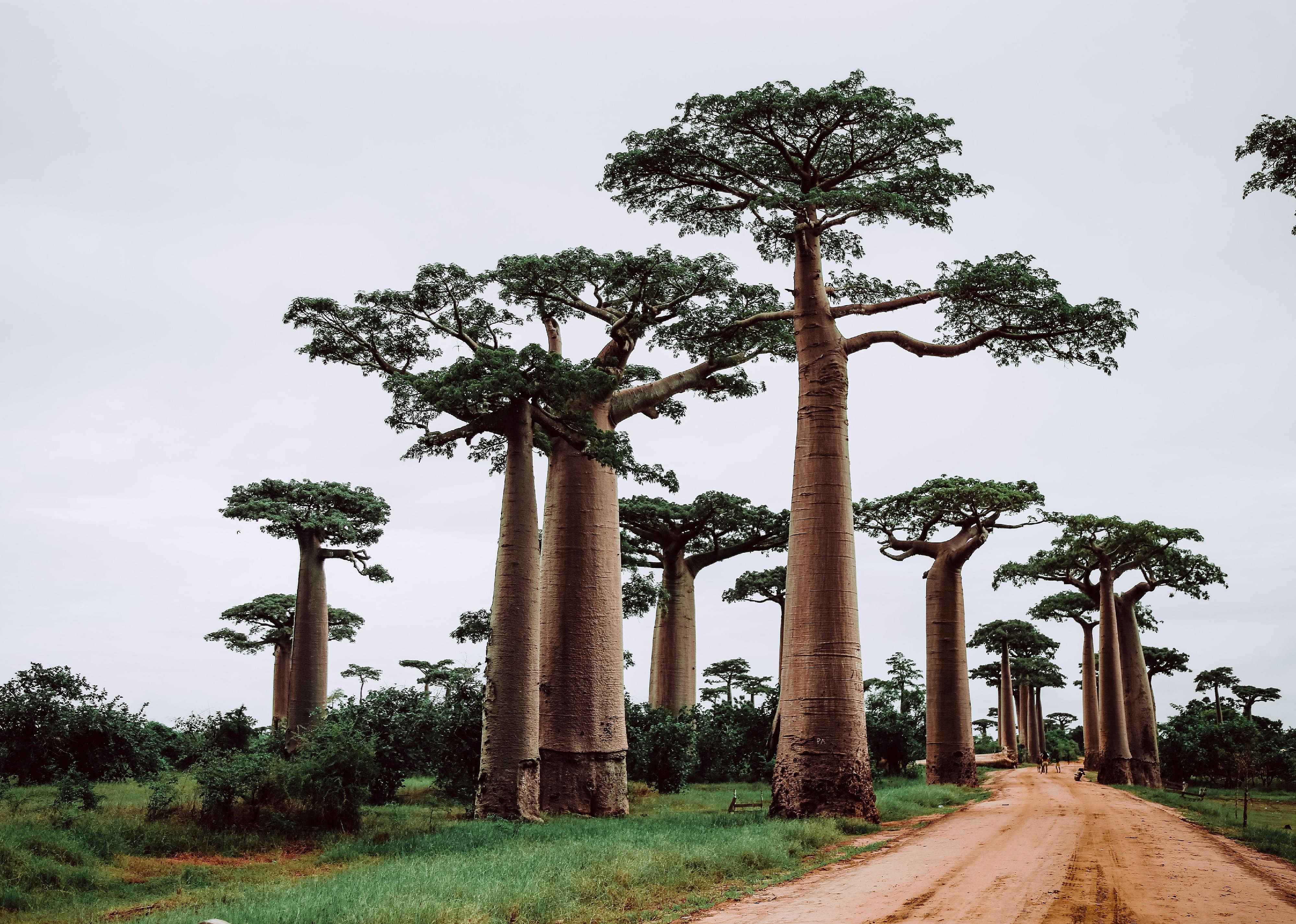 #34. Madagascar