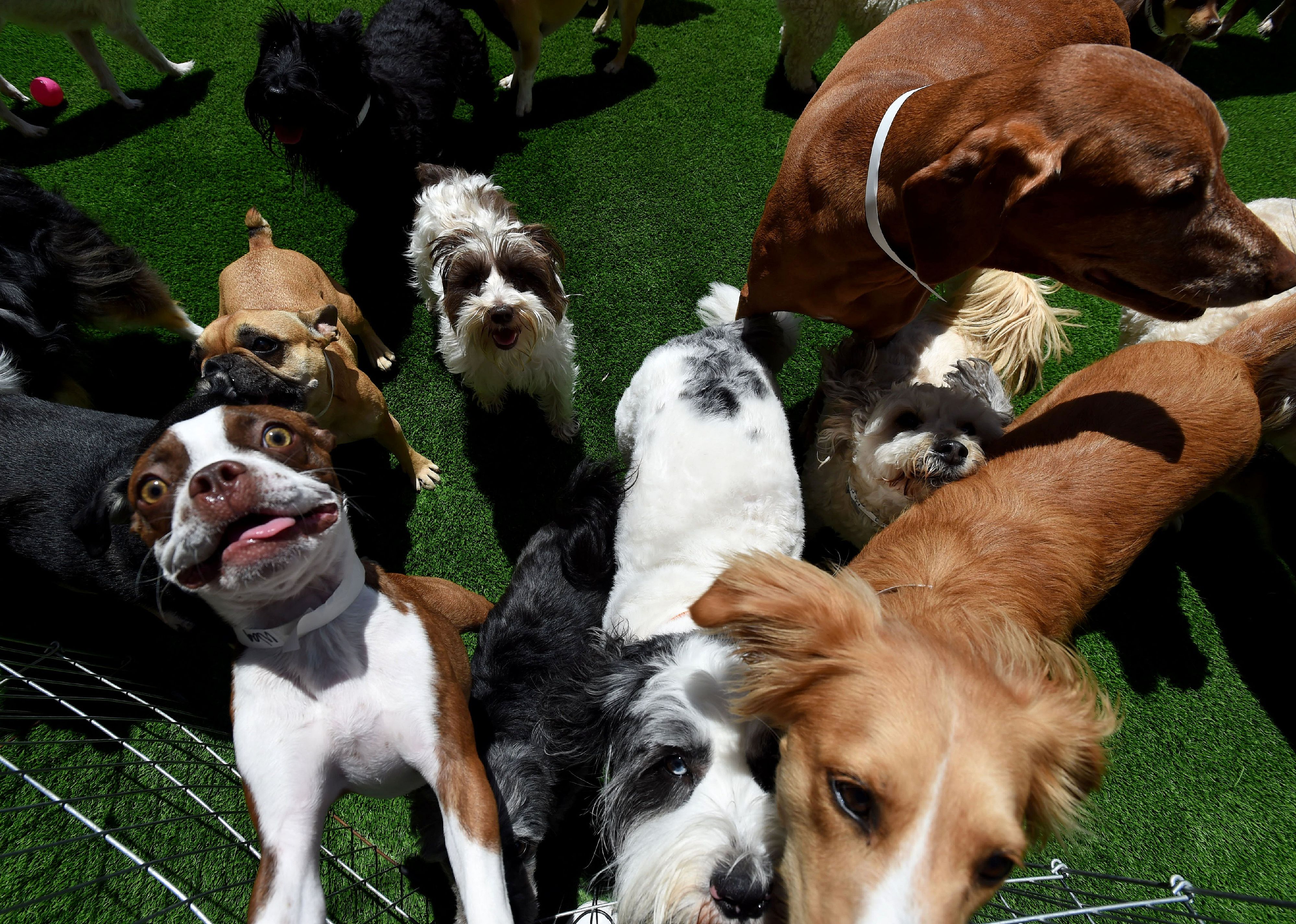 North America had nearly 3.5 million insured pets as of the end of 2020