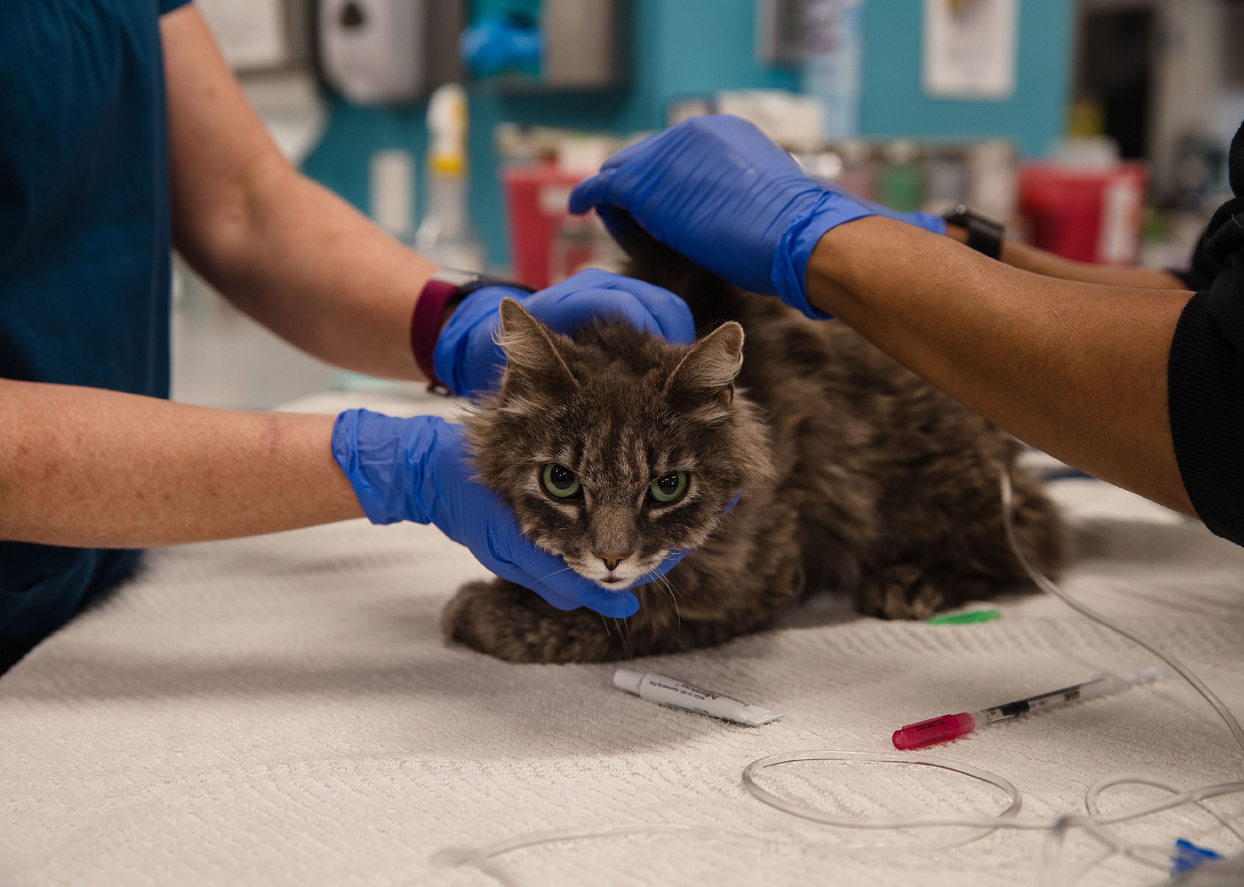 Insured cats have had a higher growth rate, but dogs still dominate the market at 82.9% of all insured pets