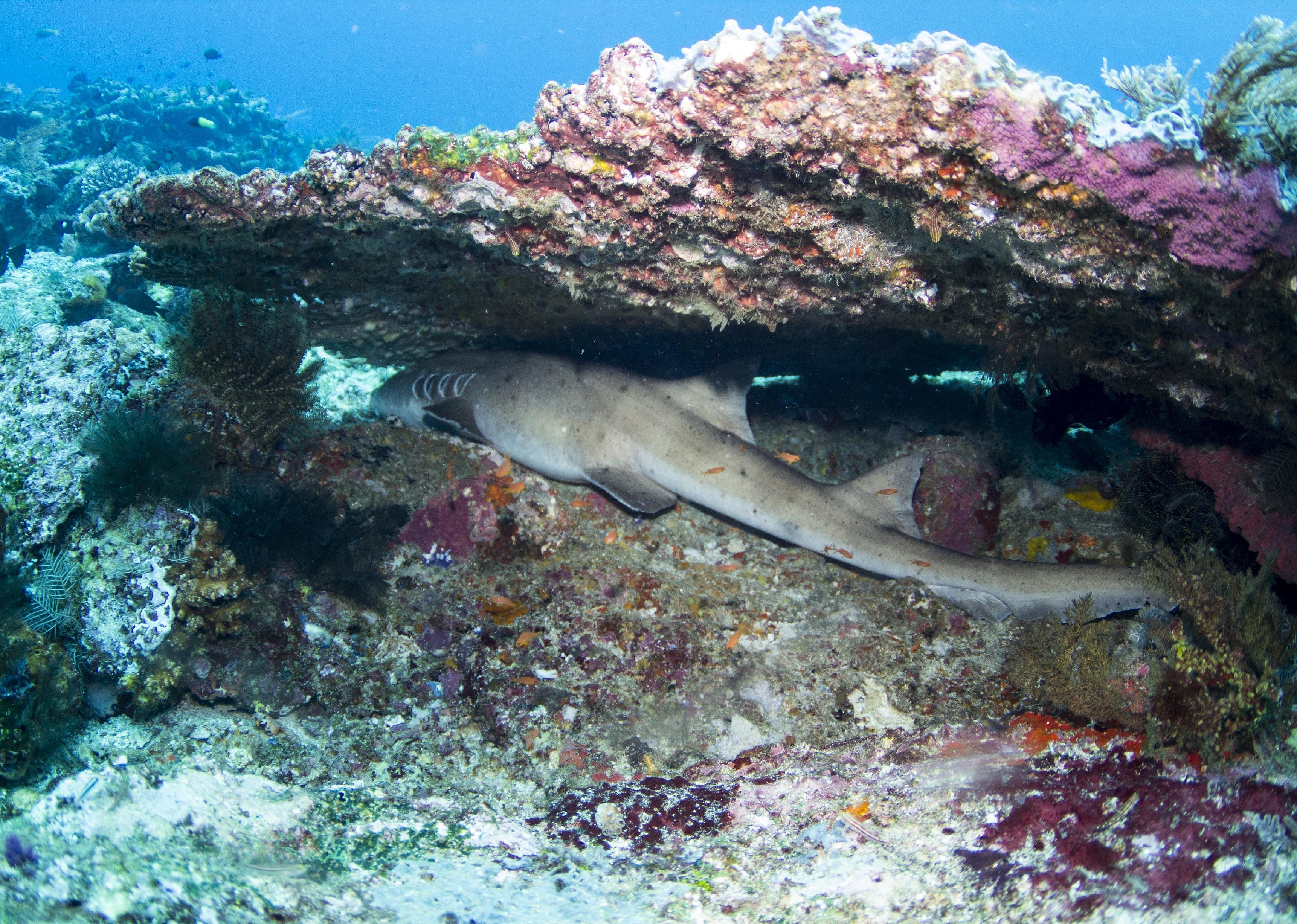 Some sharks constantly move while they sleep
