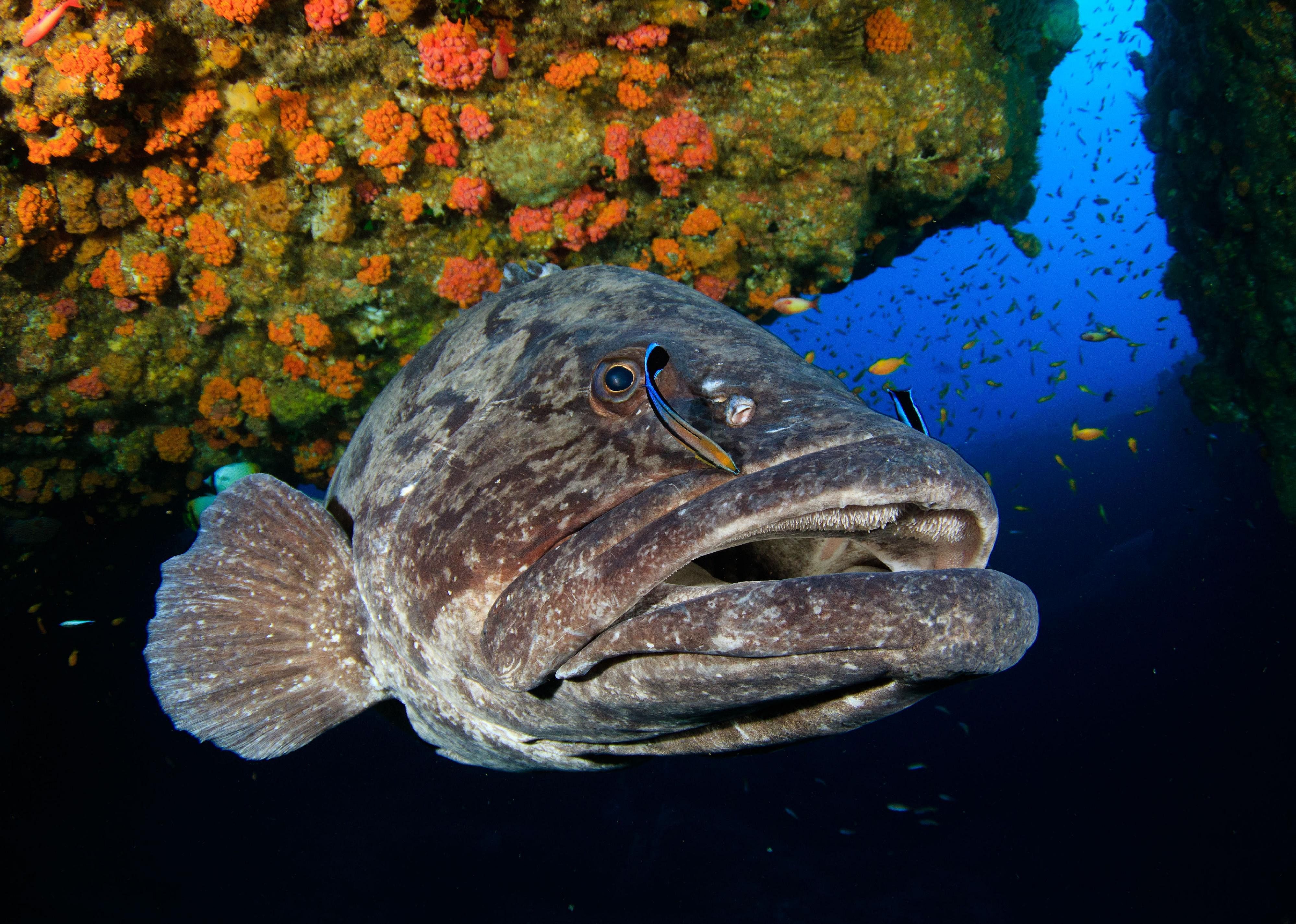 Cleaner wrasses and larger fish