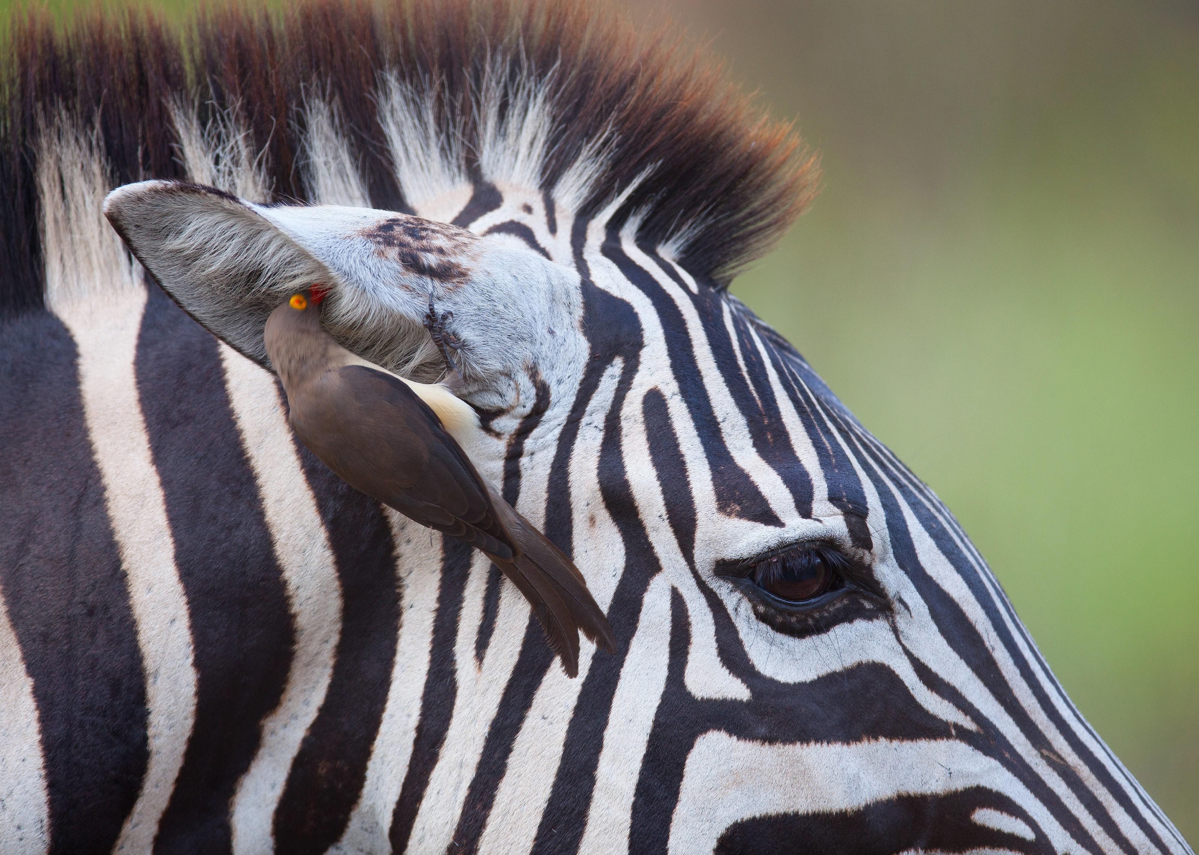 Oxpeckers, rhinos, and zebra