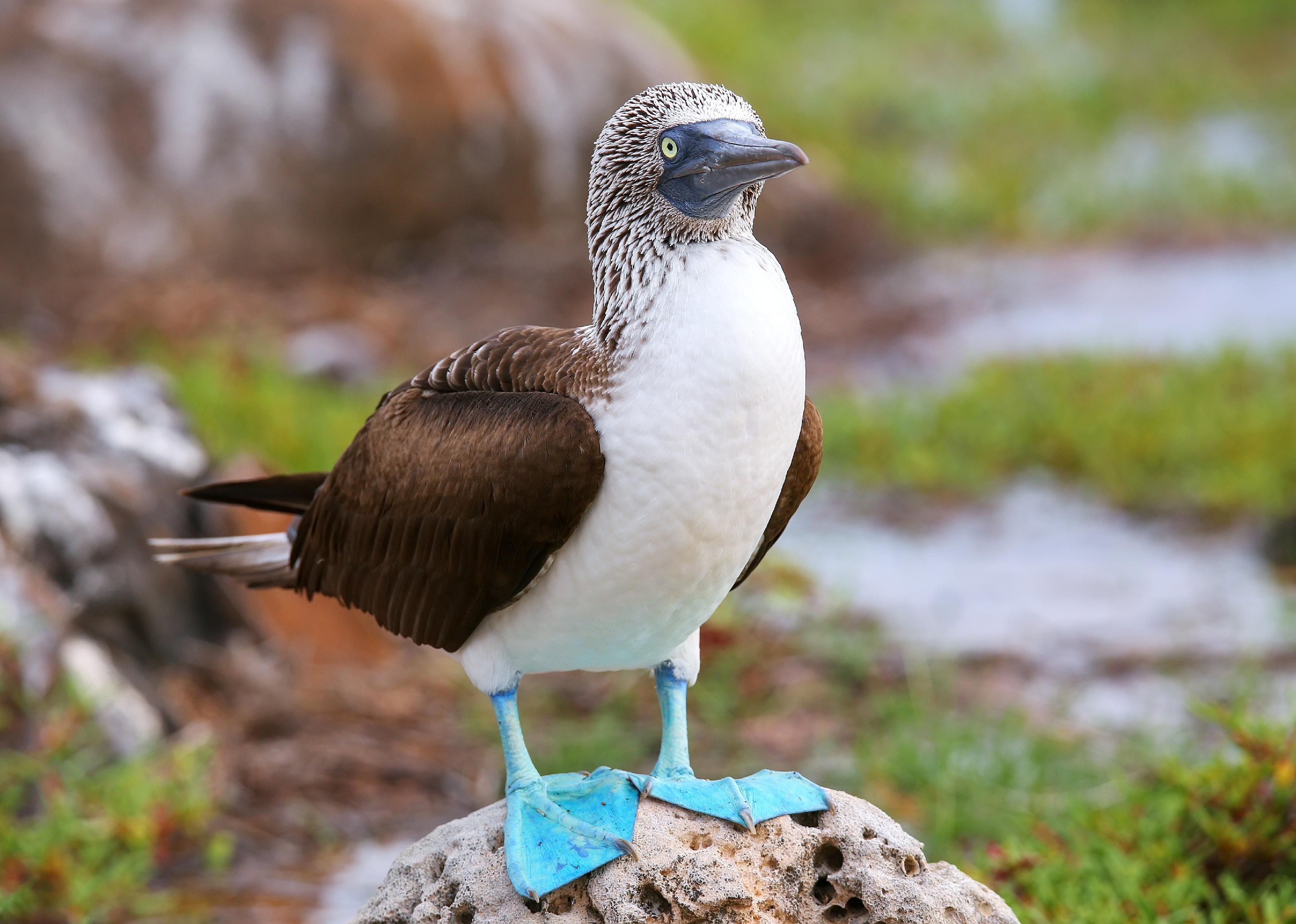 Galápagos birds and flowering plants