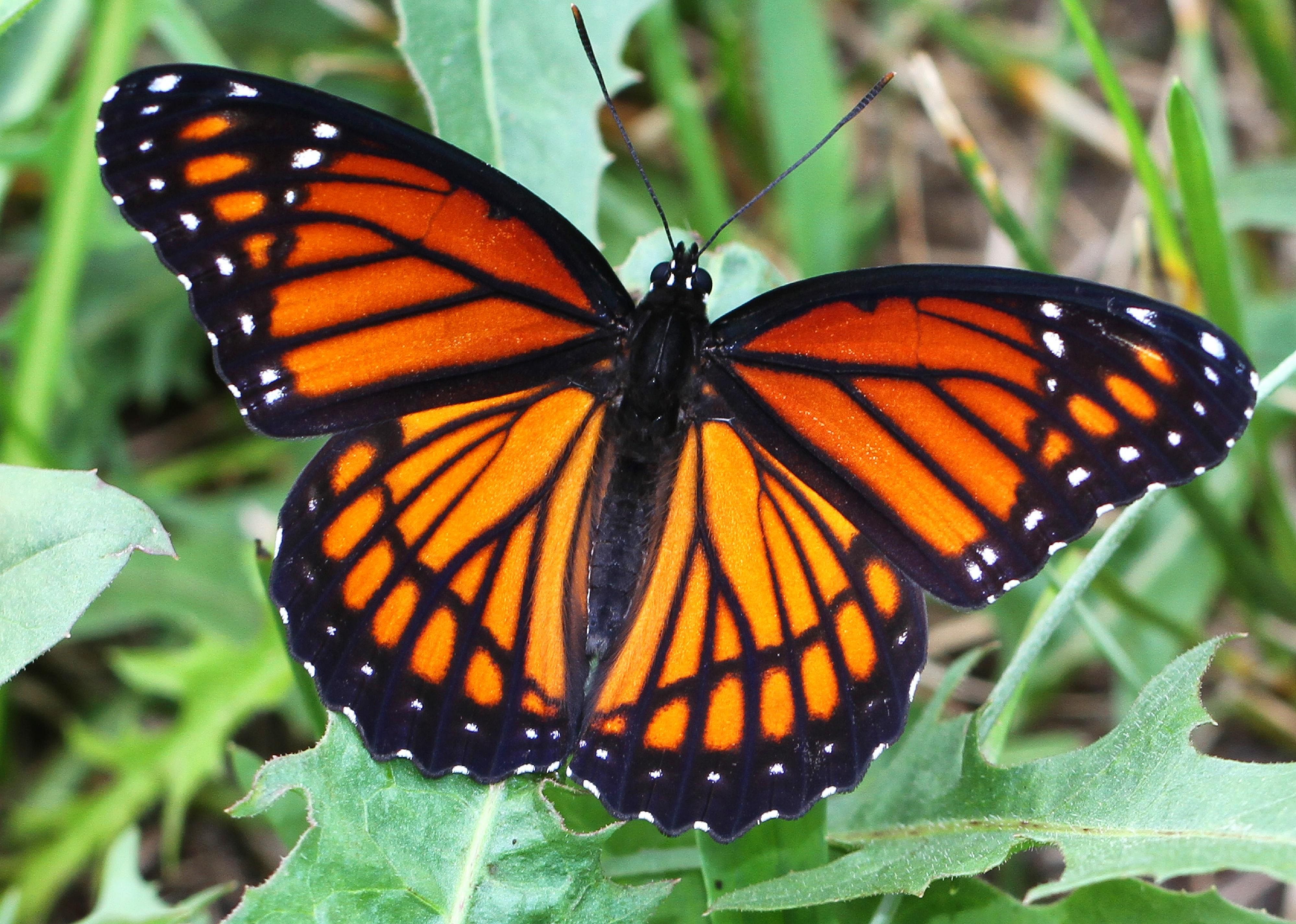 Answer: Kentucky state insect