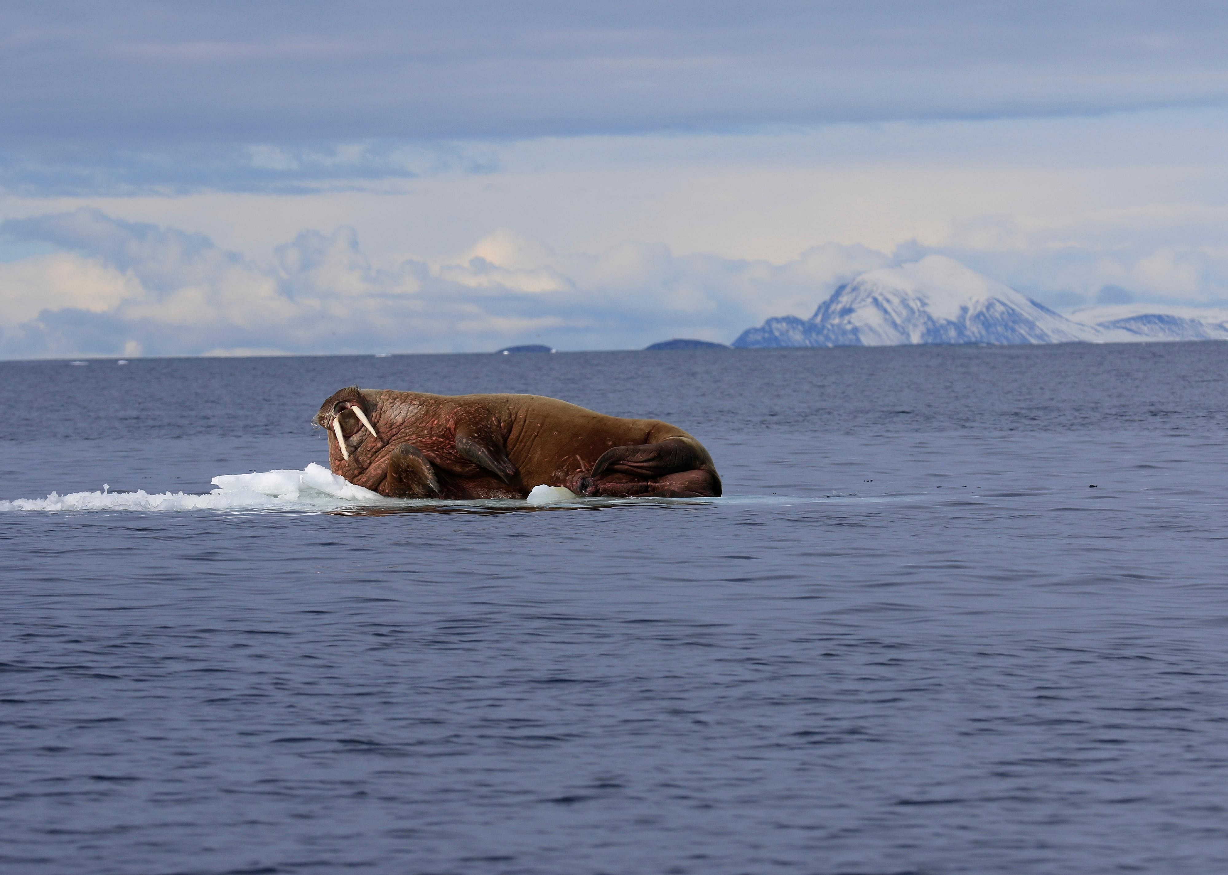 Walruses can sleep practically anywhere