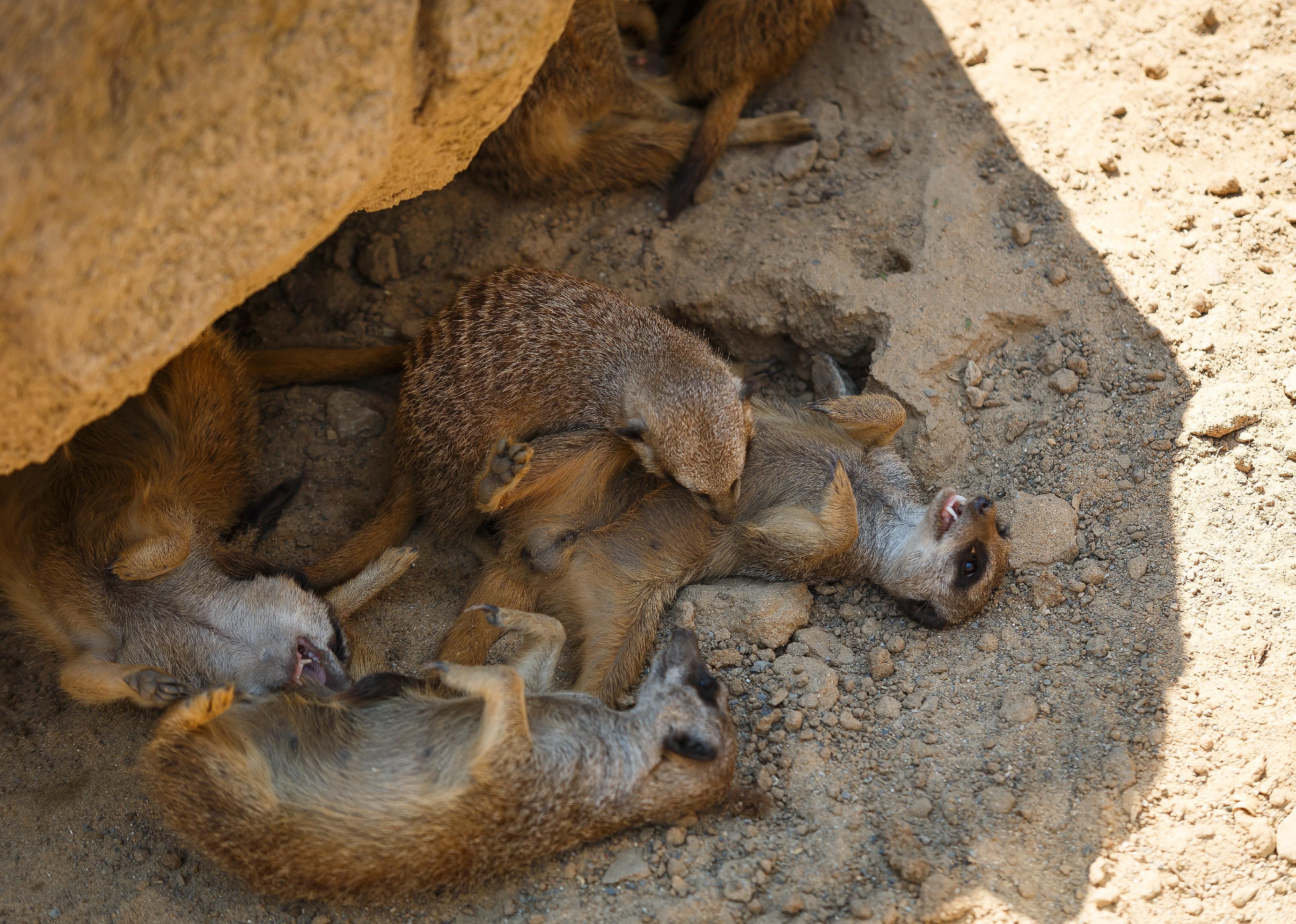 Meerkats sleep in piles