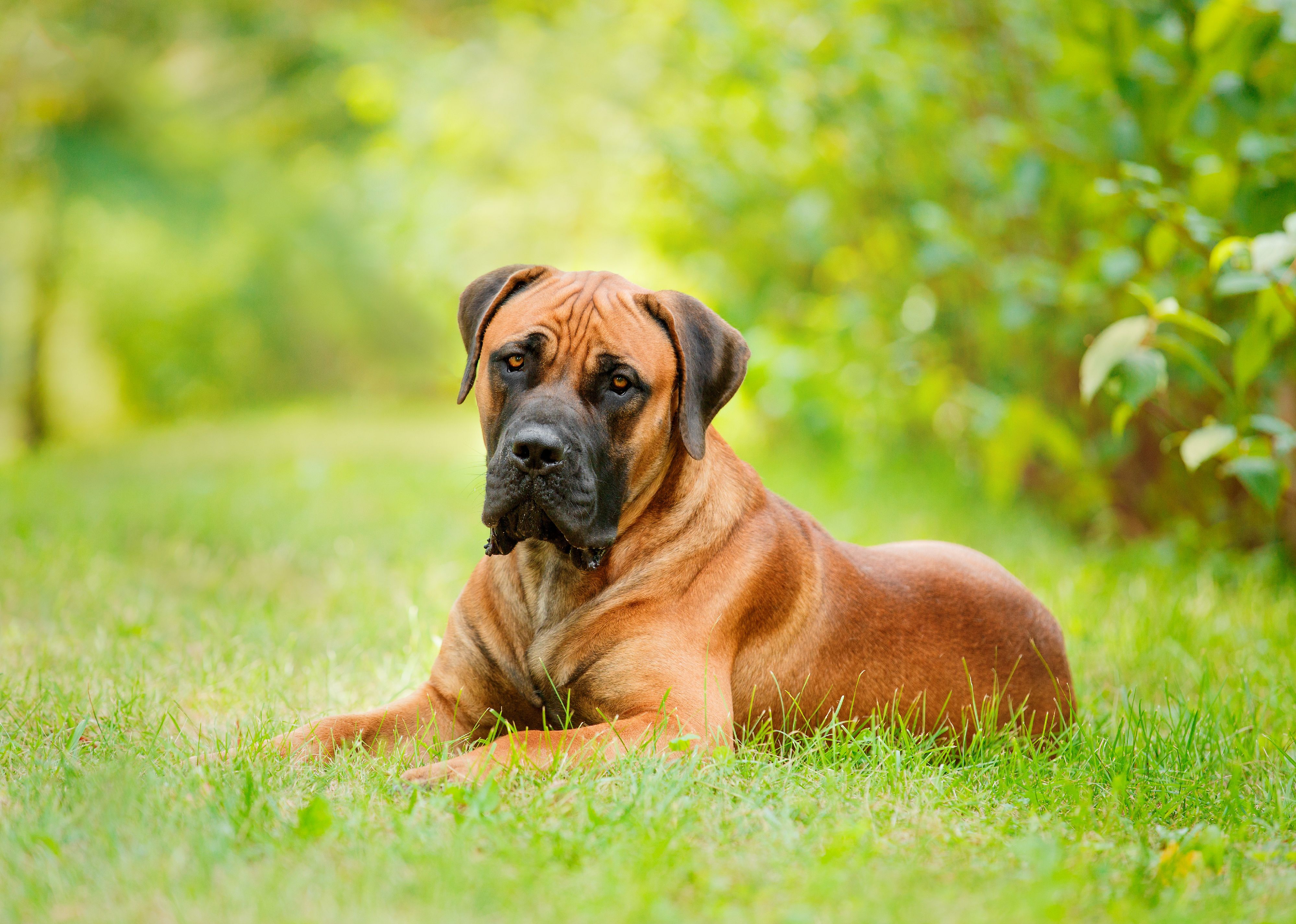 A Boerboel lying in some grass.