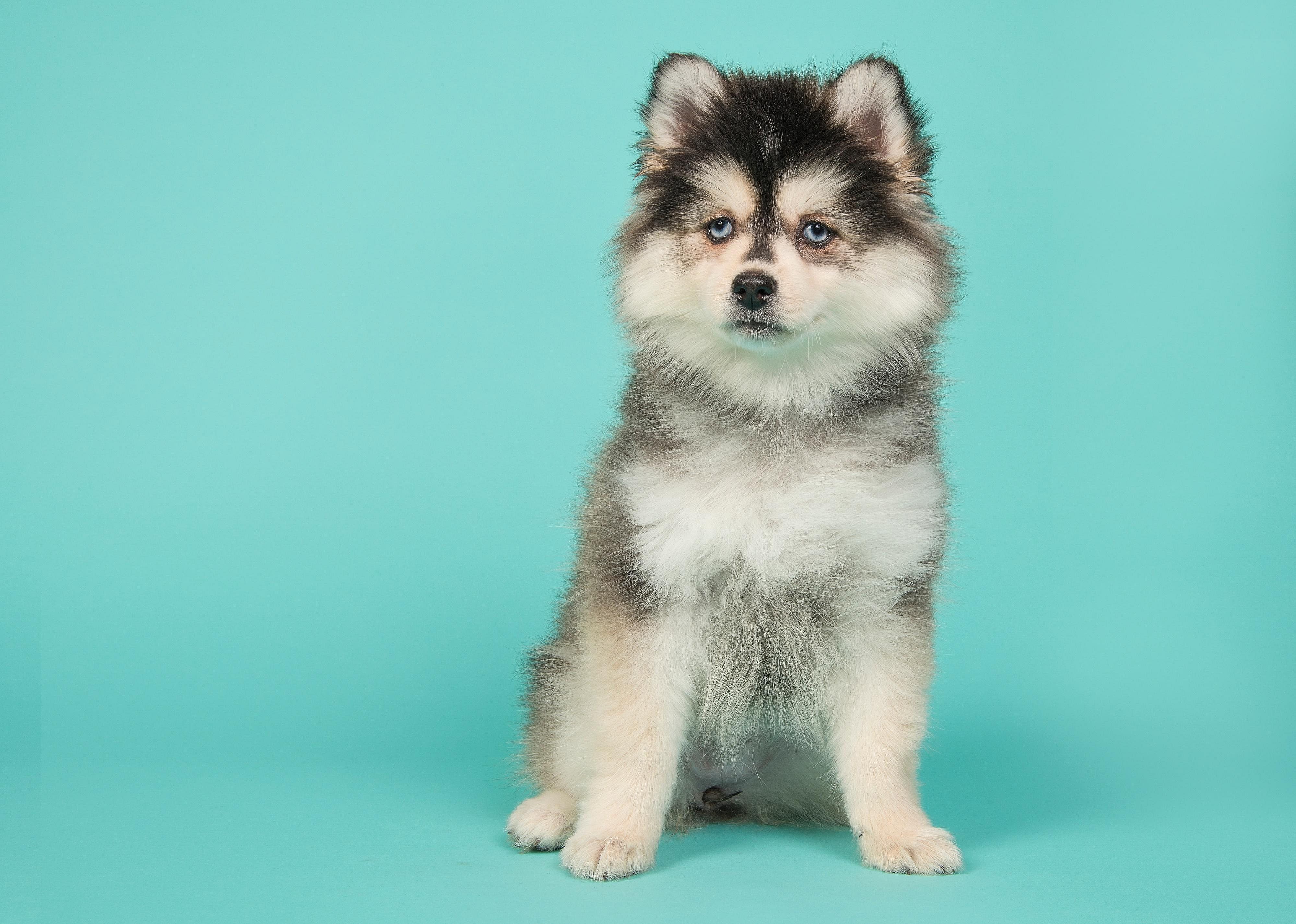 Clue: Dog breed #23