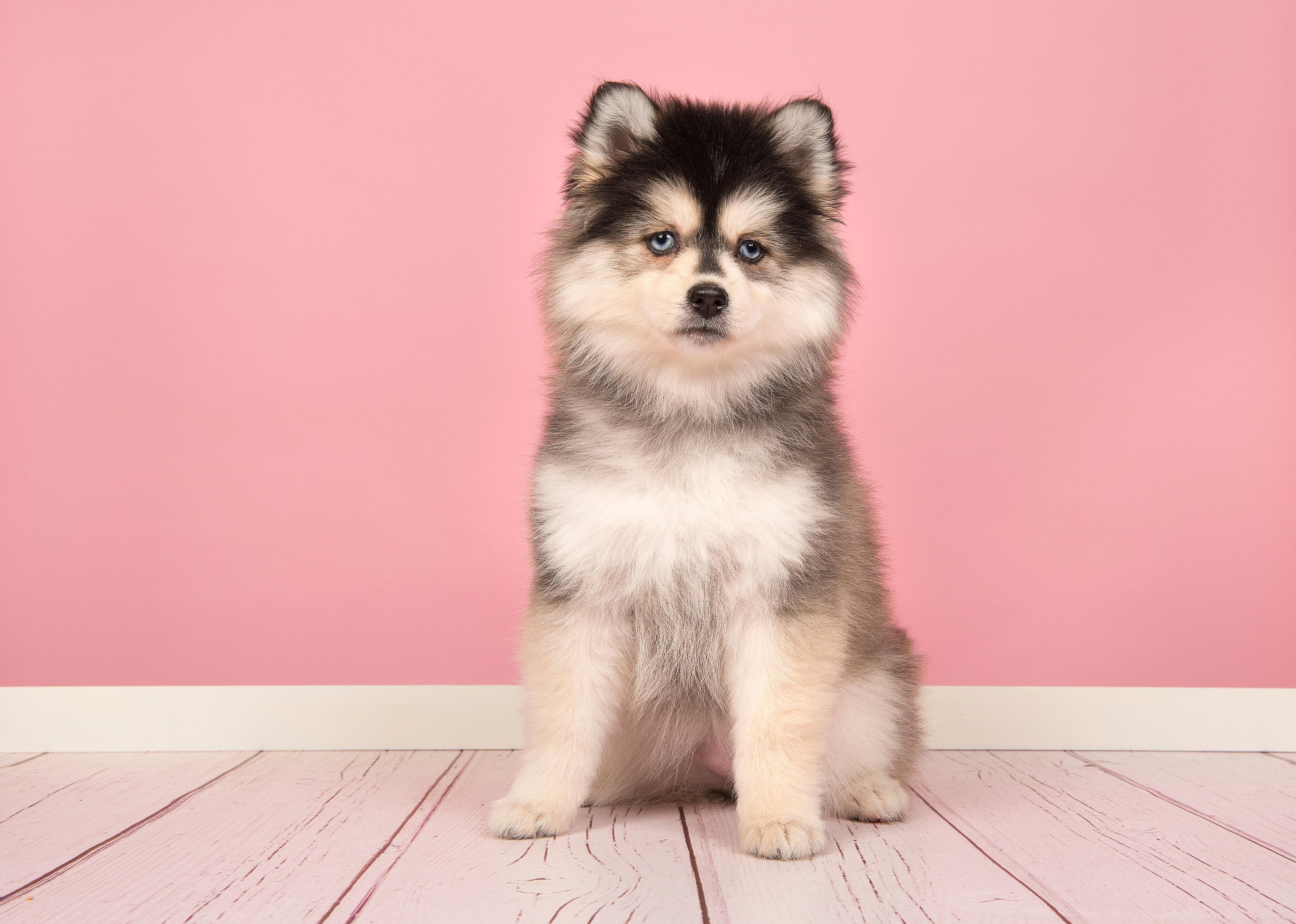 Answer: Dog breed #23