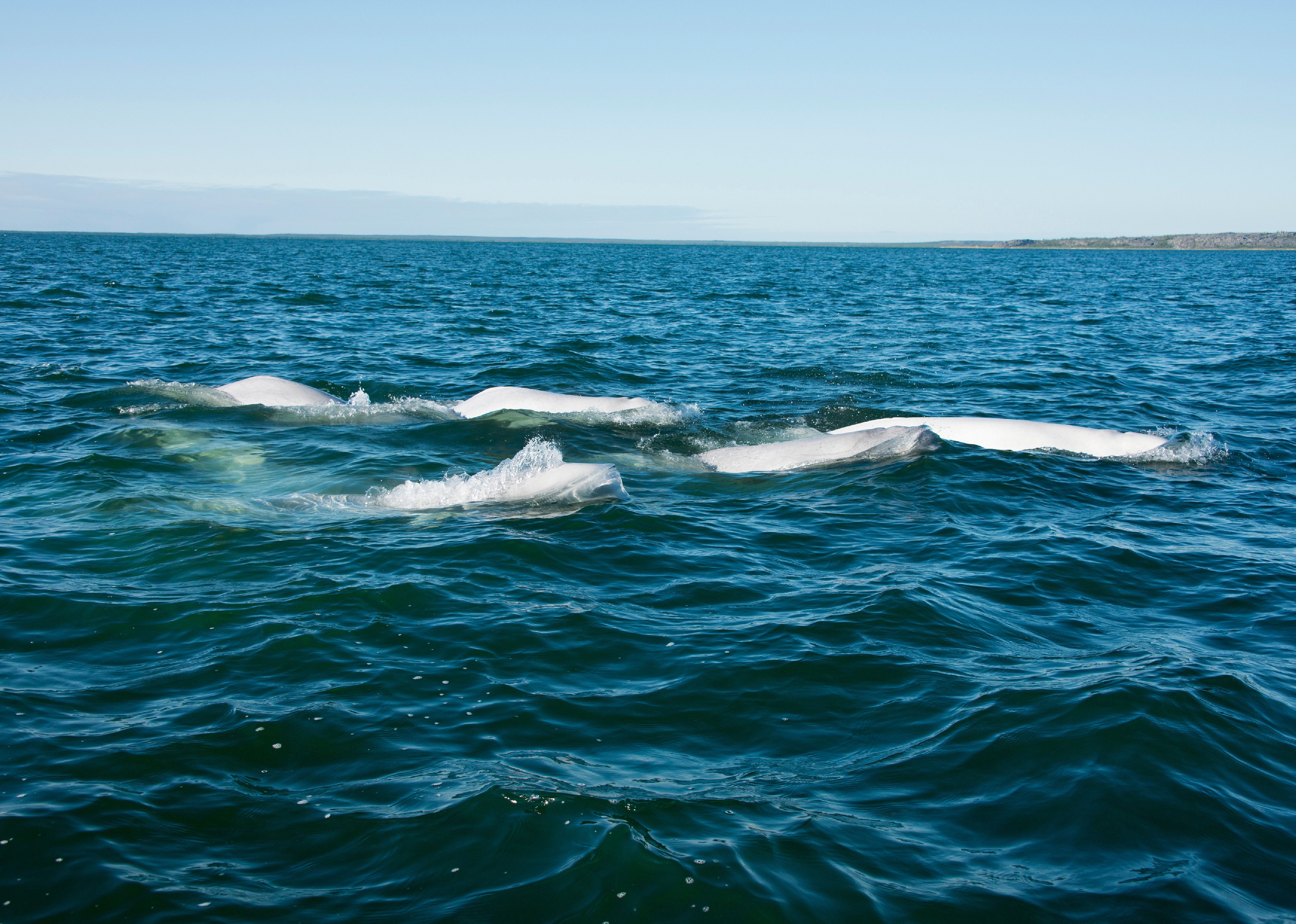 A pod of beluga whales in the ocean.