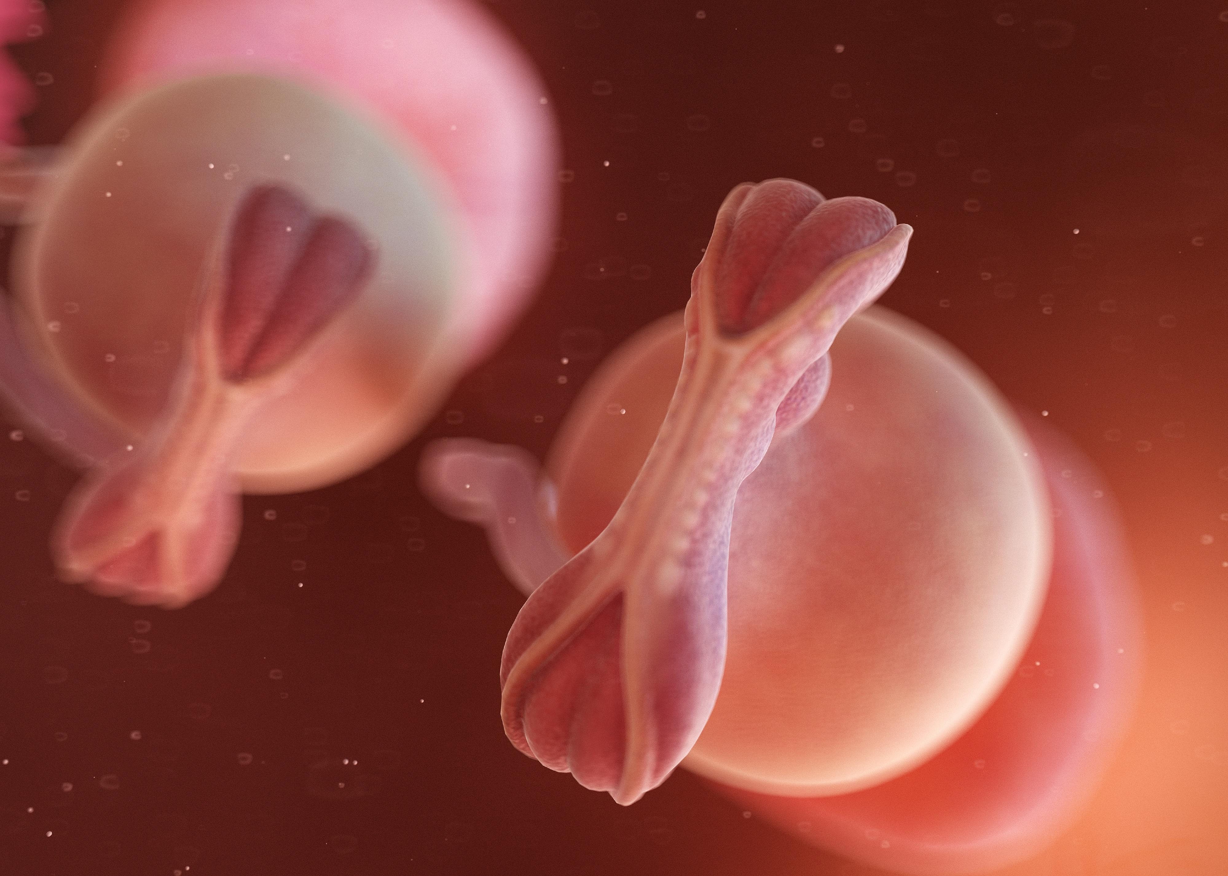 #6. Formation of the embryonic disc