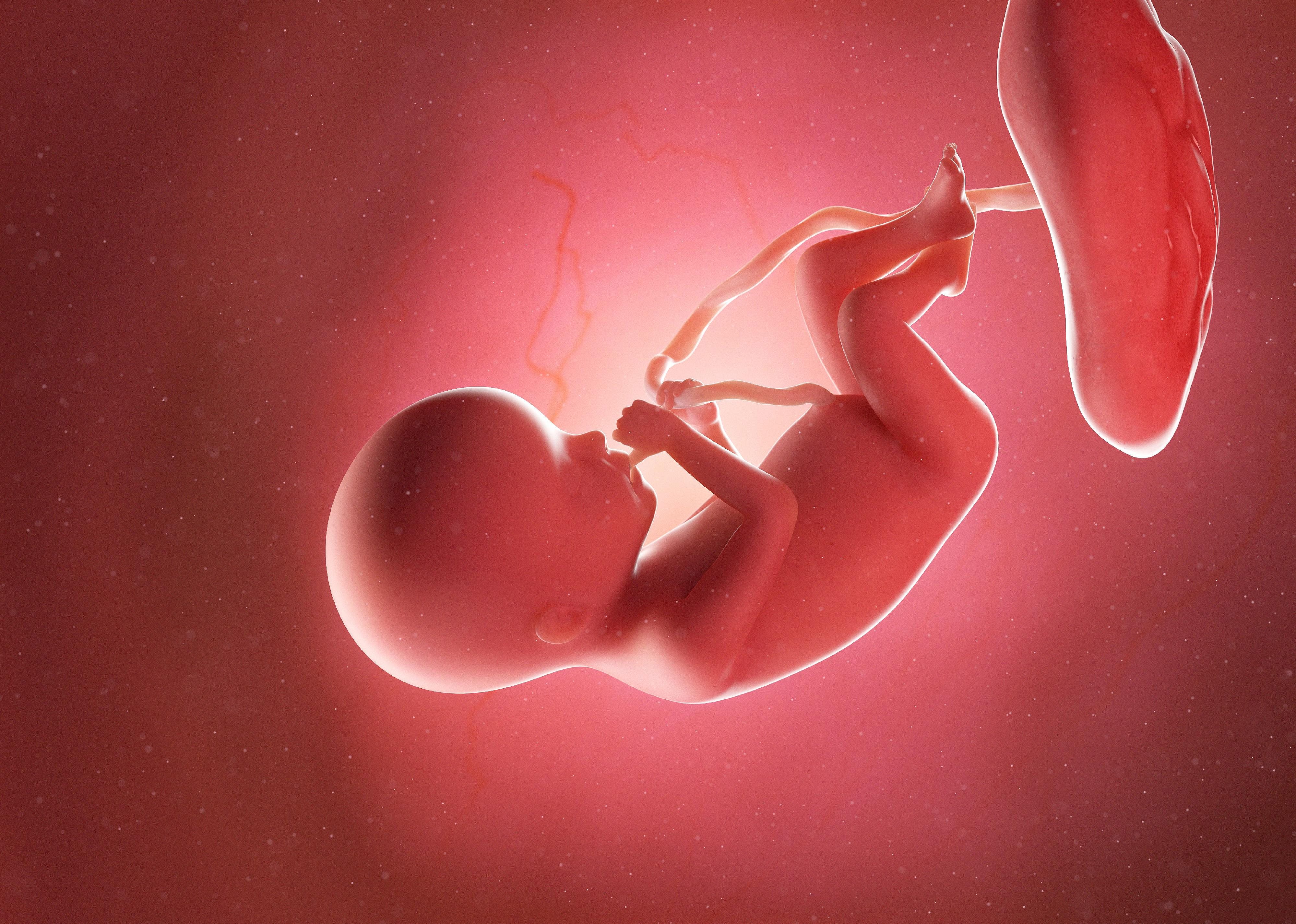 #12. Fetal development, weeks 16 to 26