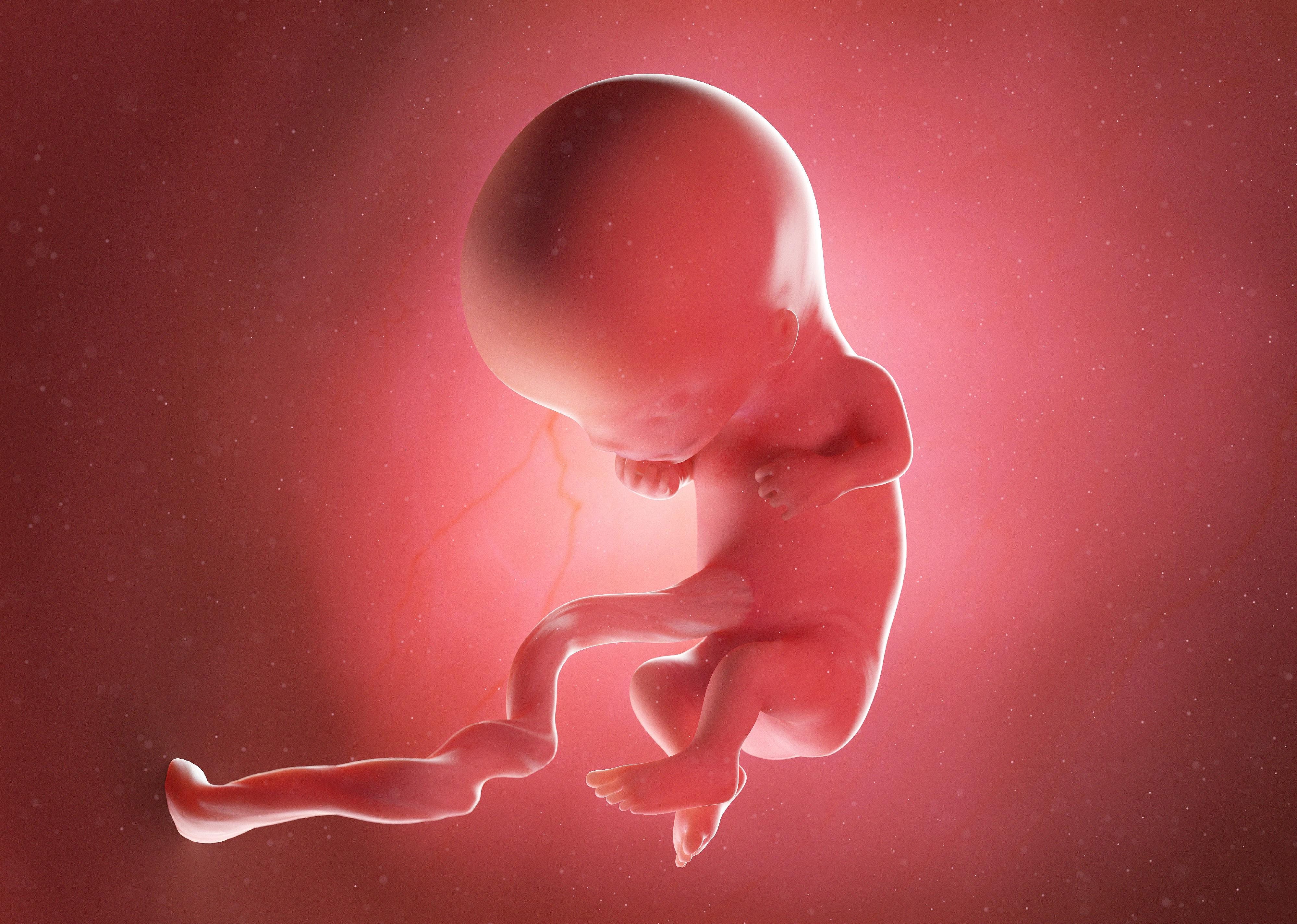 #11. Fetal development, weeks 9 to 15