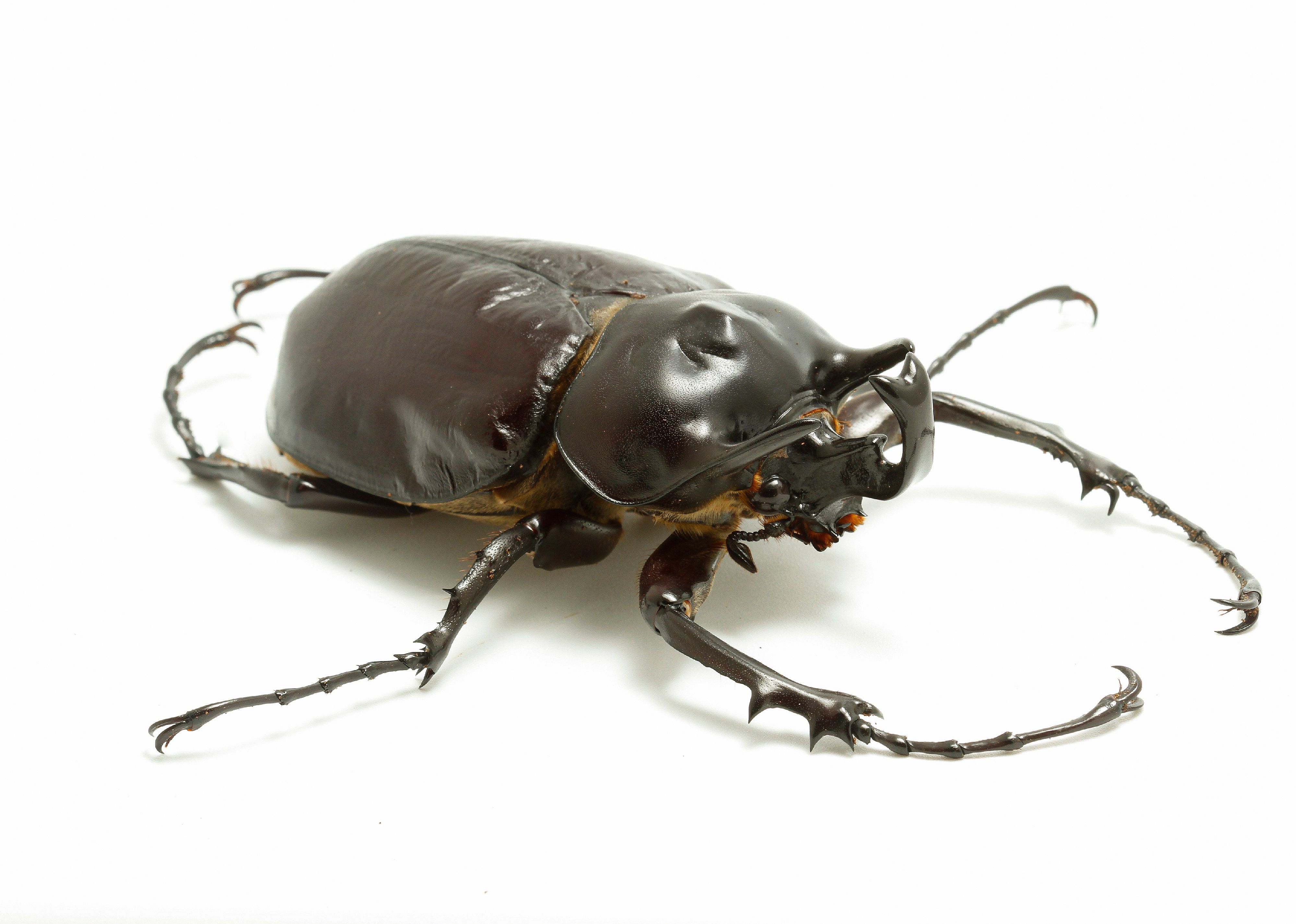 A small male Megasoma actaeon on white background.