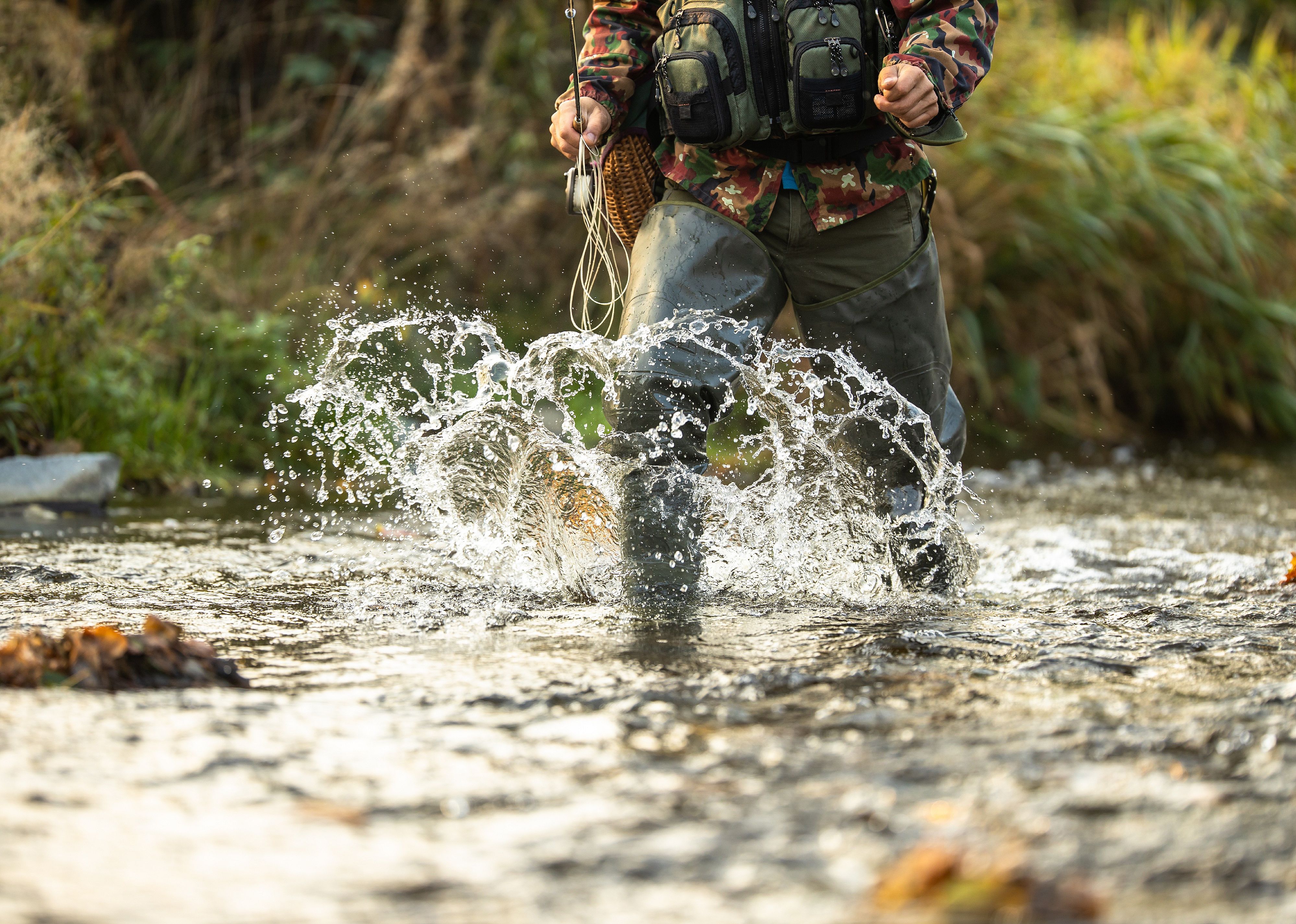 Close-up view of the hands of a fly fisherman holding a trout.