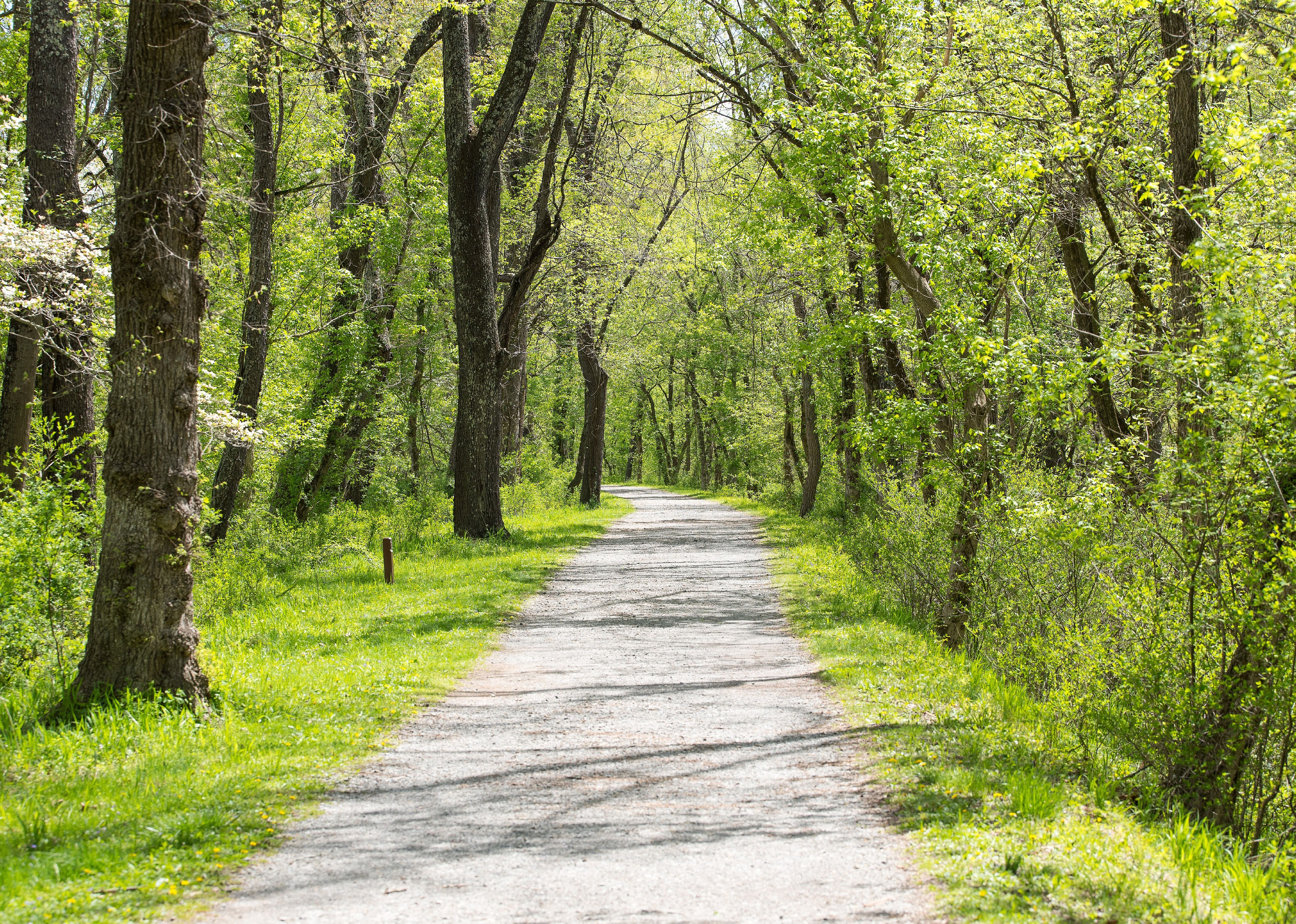 The Chesapeake and Ohio Canal Towpath on a spring day.