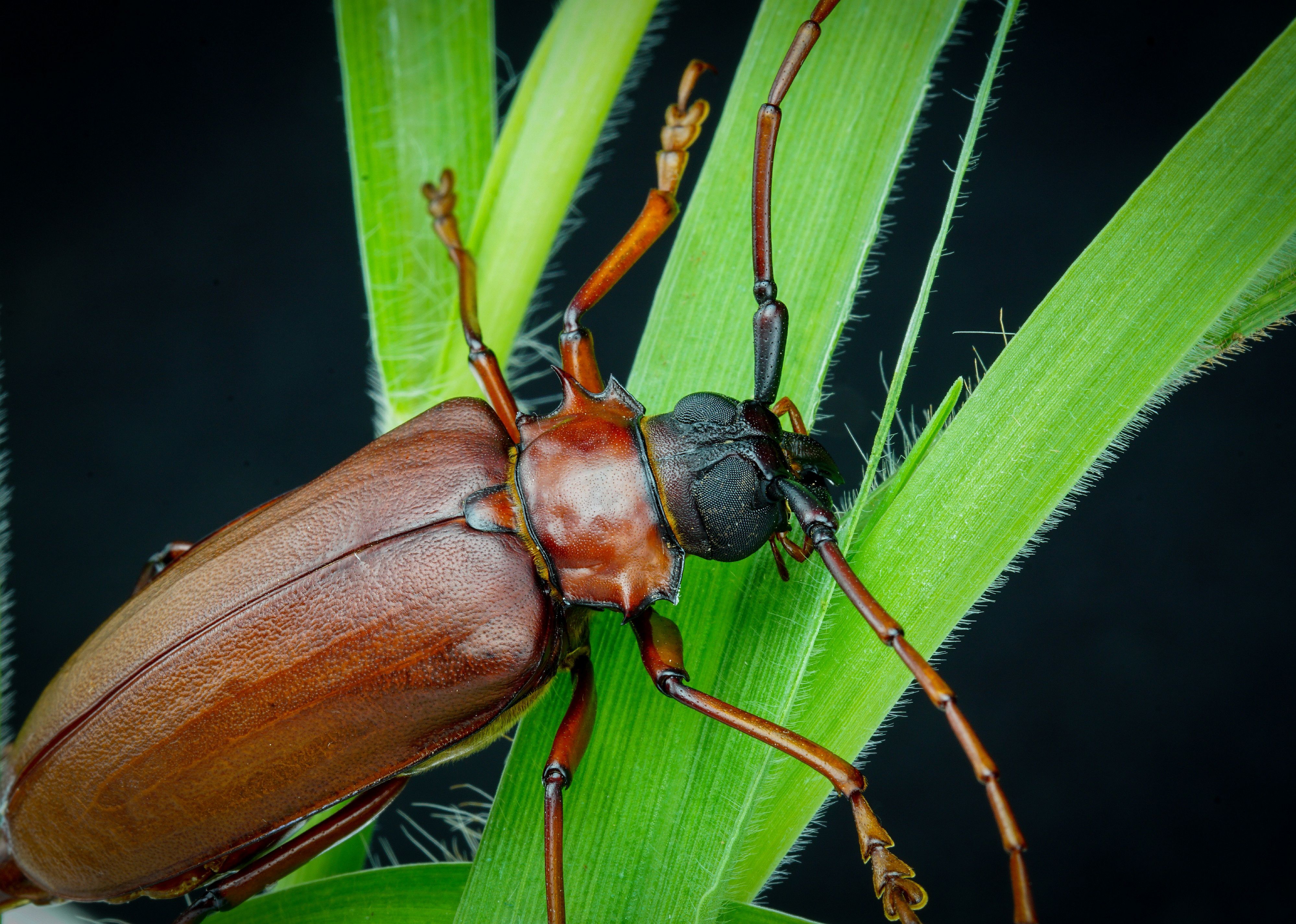 Titan beetle on leaf.