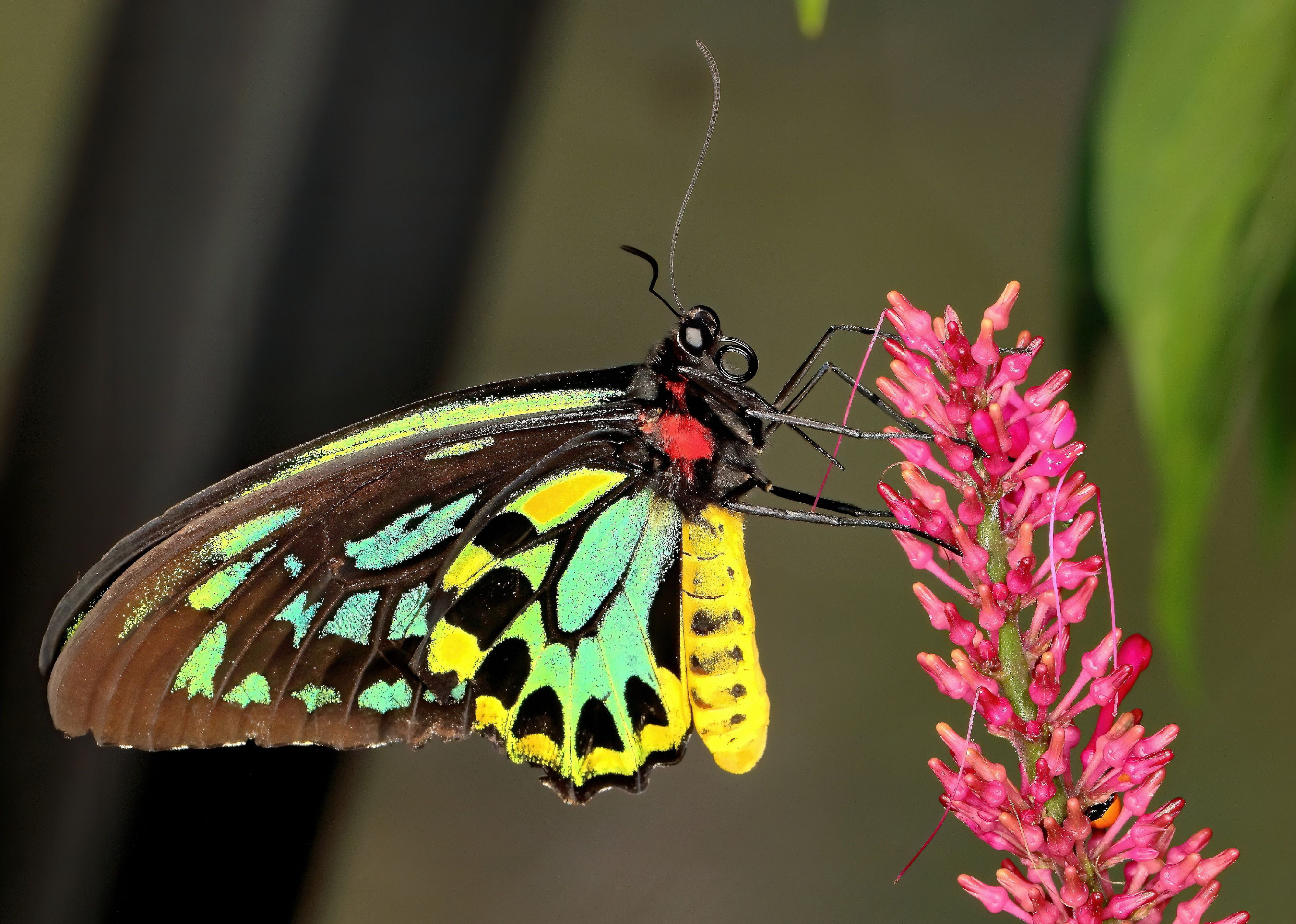 Close-up of a Queen Alexandra's birdwing butterfly.