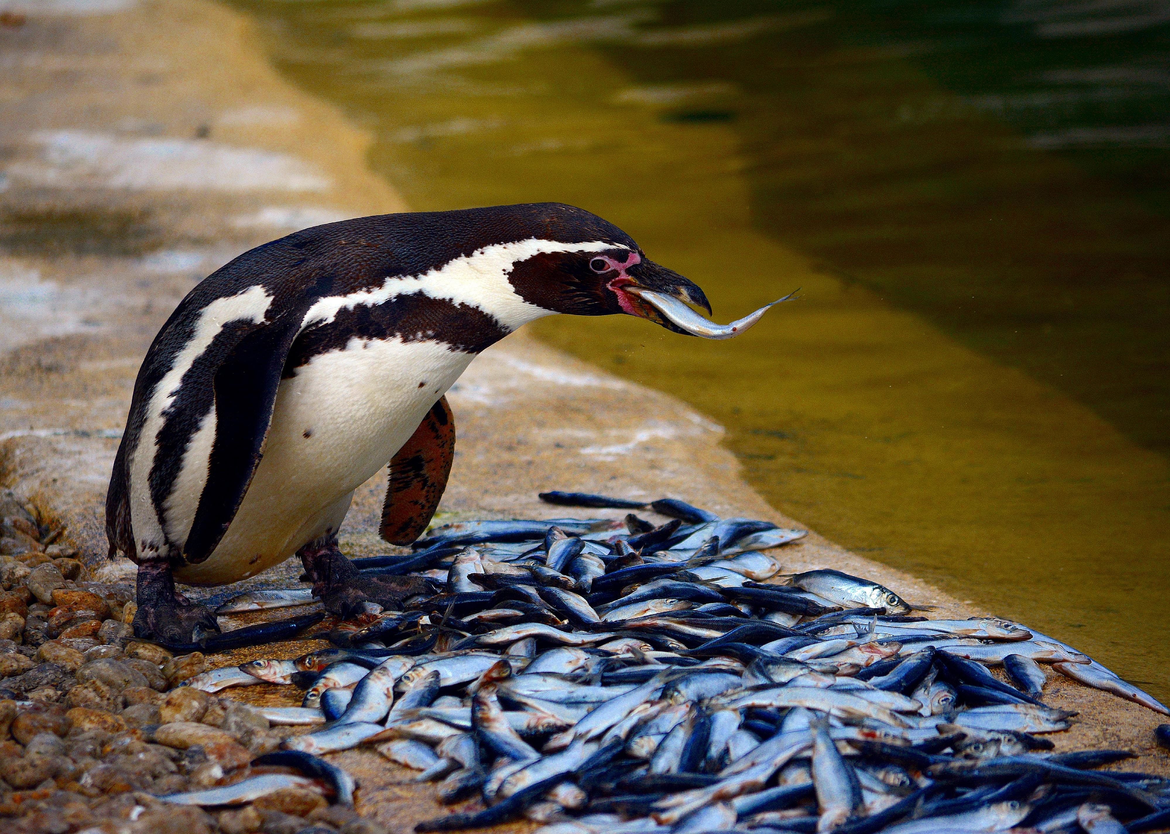 These animals are designed to swallow fish