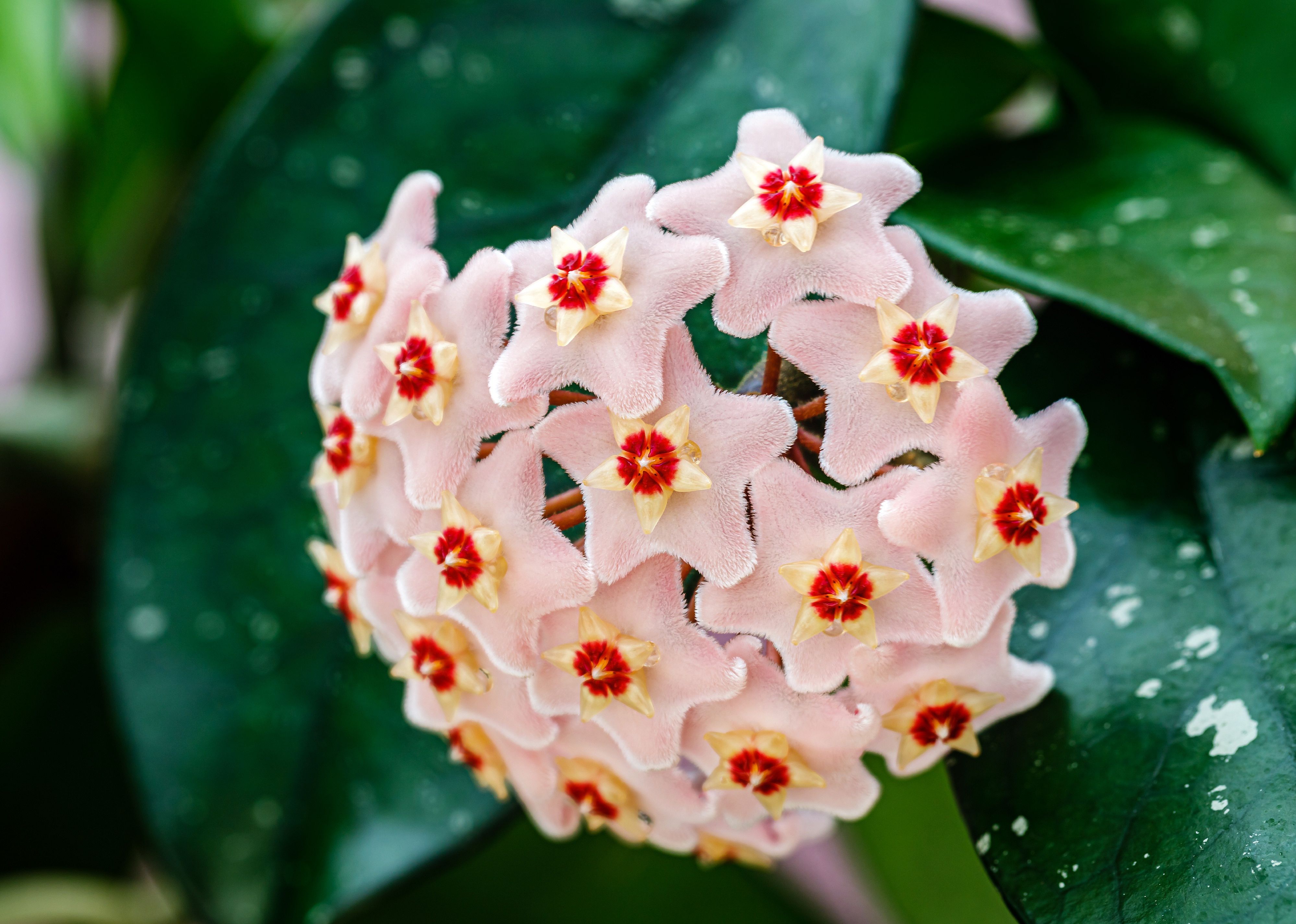 Pastel pink Hoya carnosa flowers and green leaves