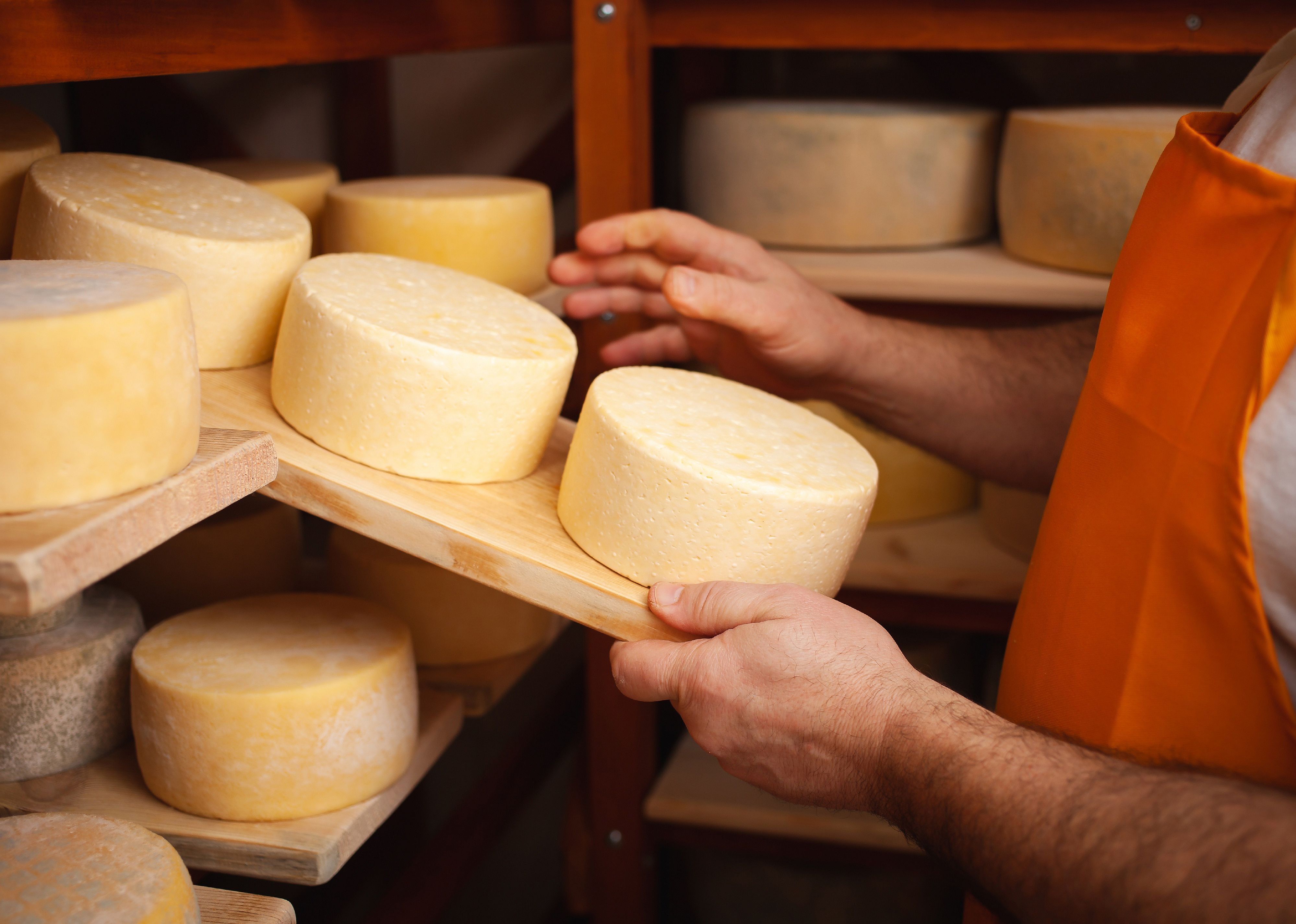A cheesemaker in a cellar with wheels of cheese.