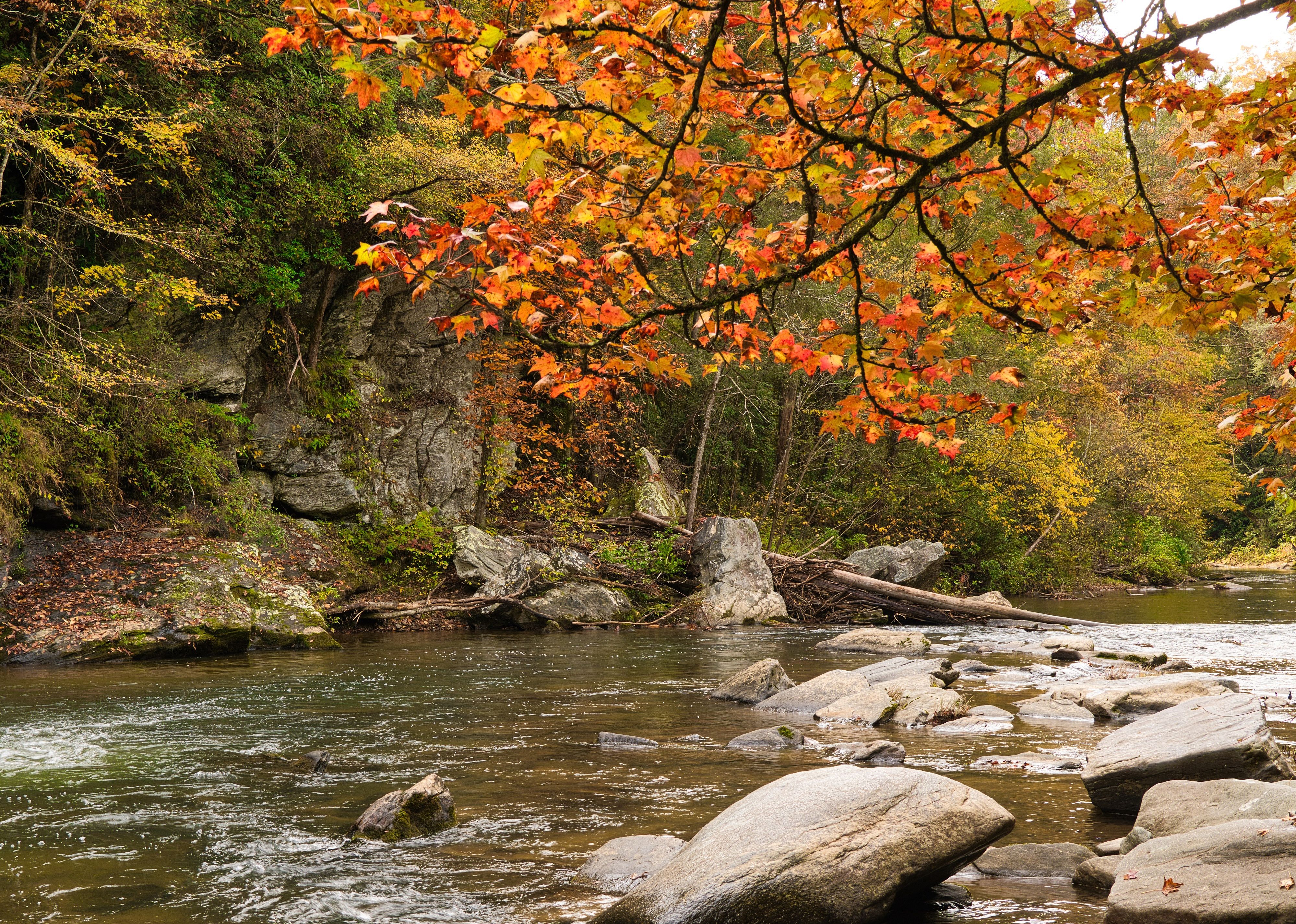 Francis Marion and Sumter National Forests