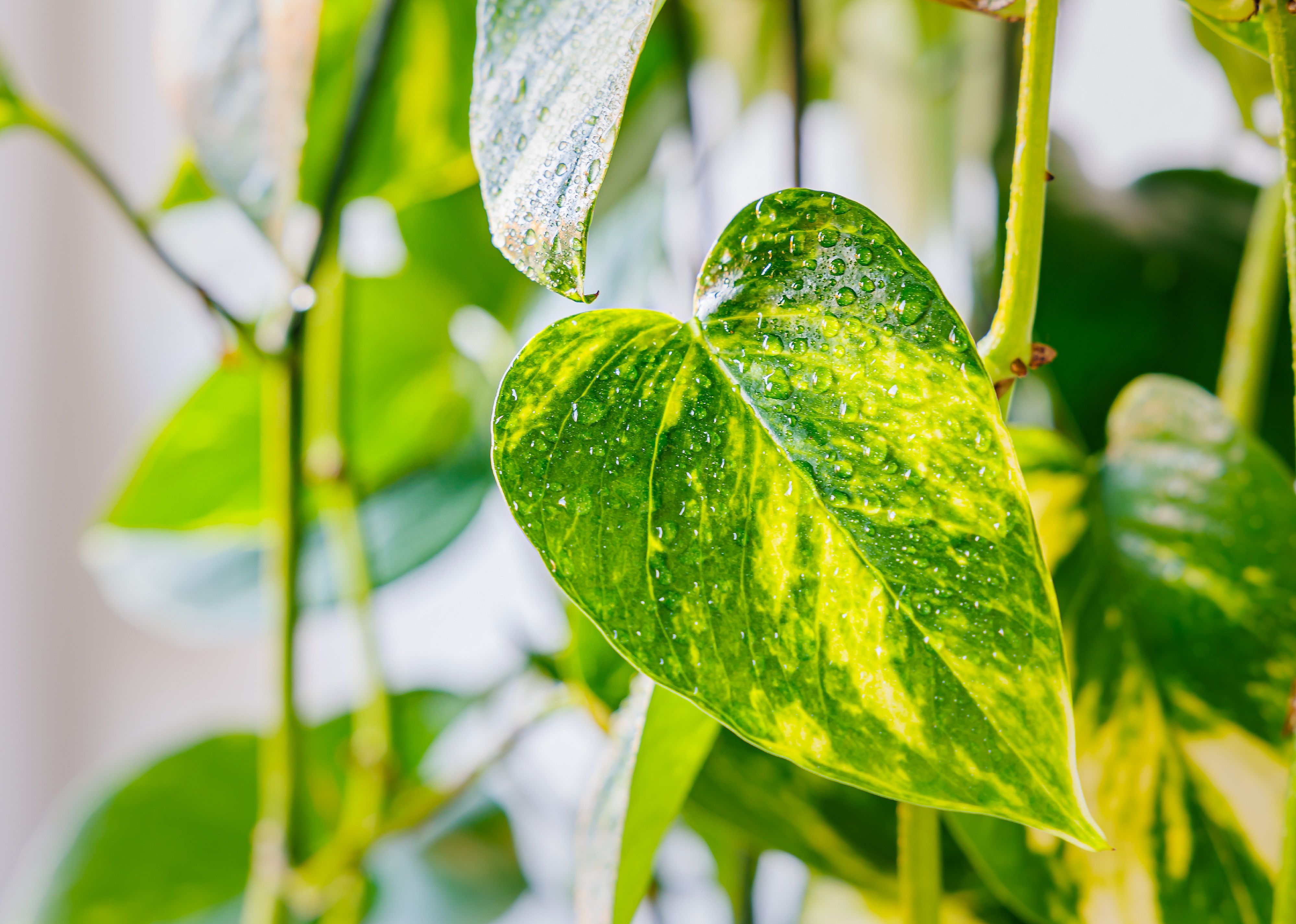 Silver vine with glossy, heart-shaped leaves