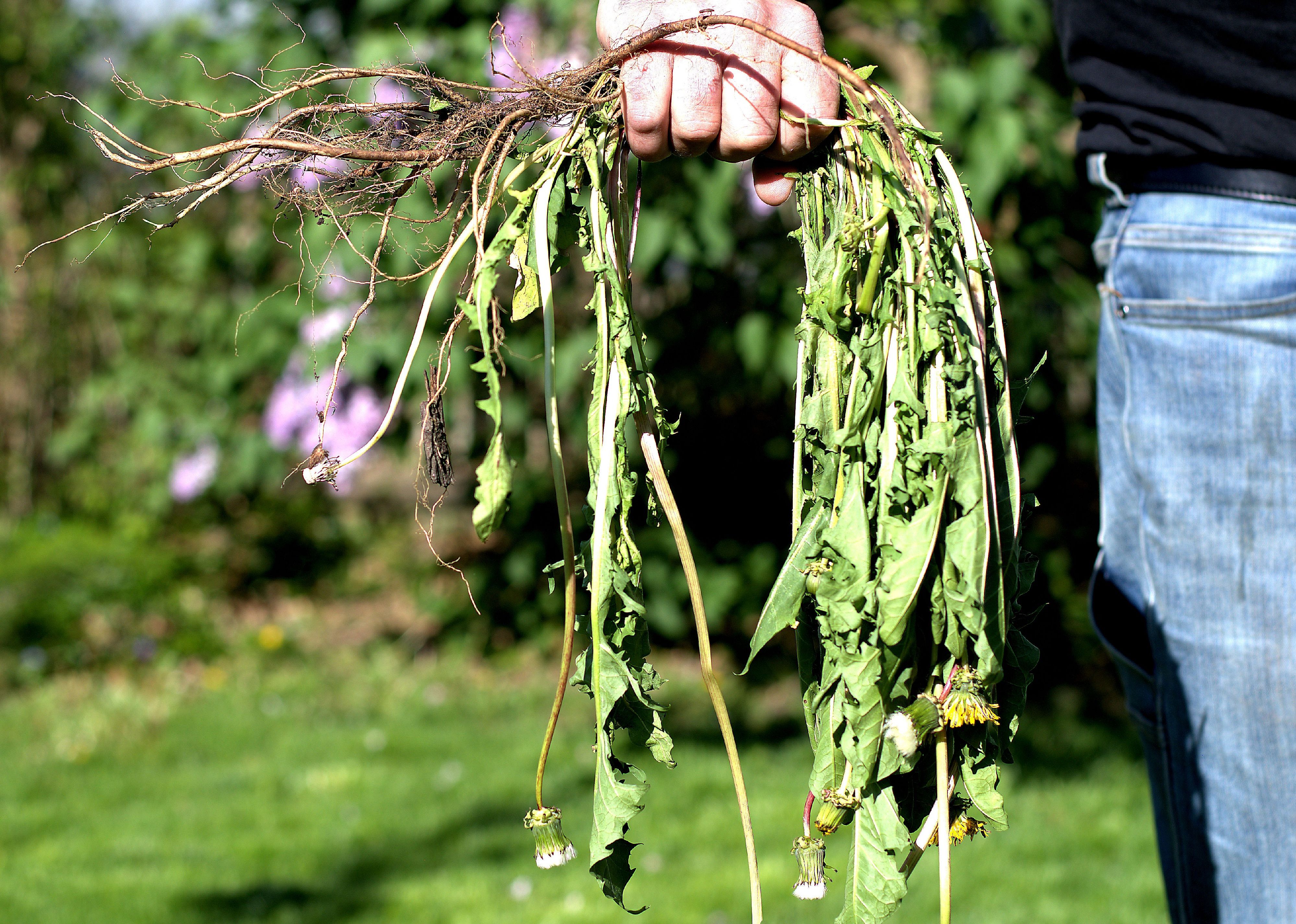 Dandelion plant pulled from the ground and in a man's fist.