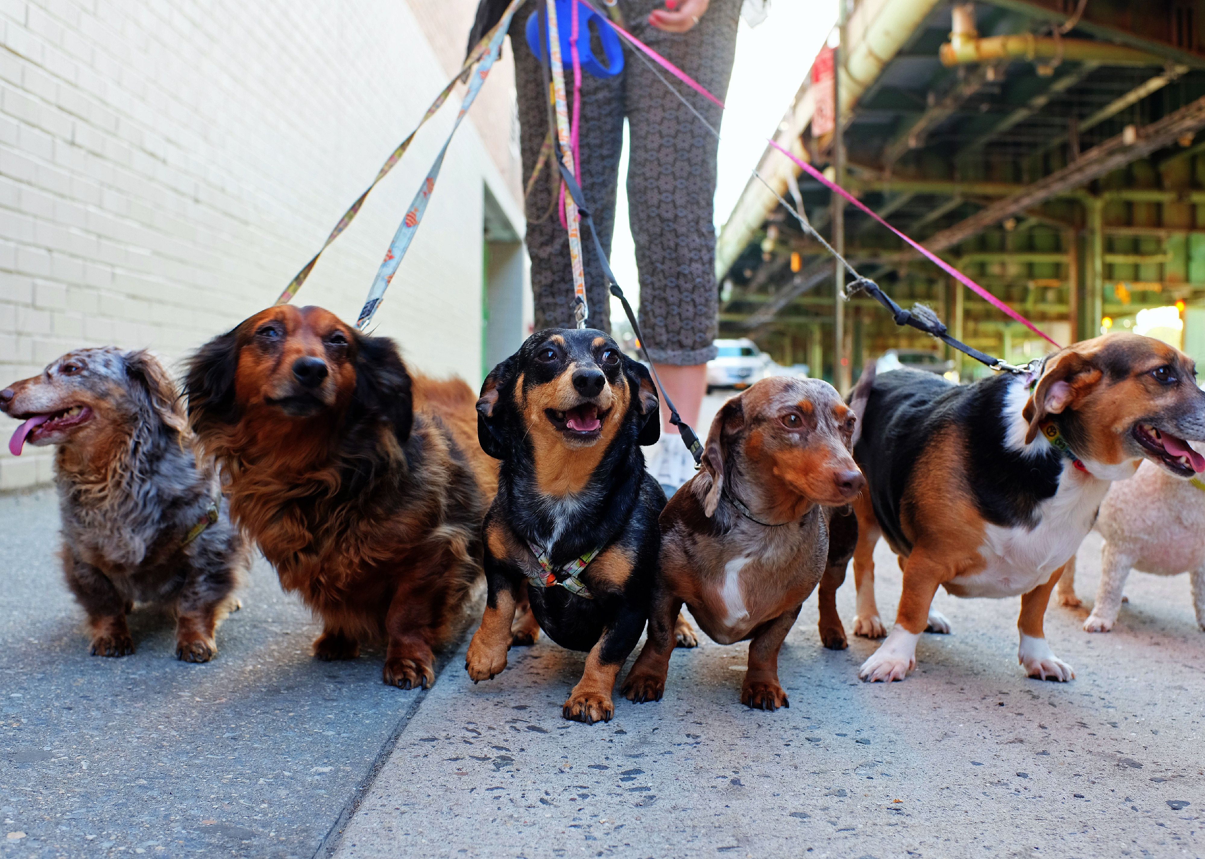 Group of dogs being walked by a person in the background on city sidewalk.