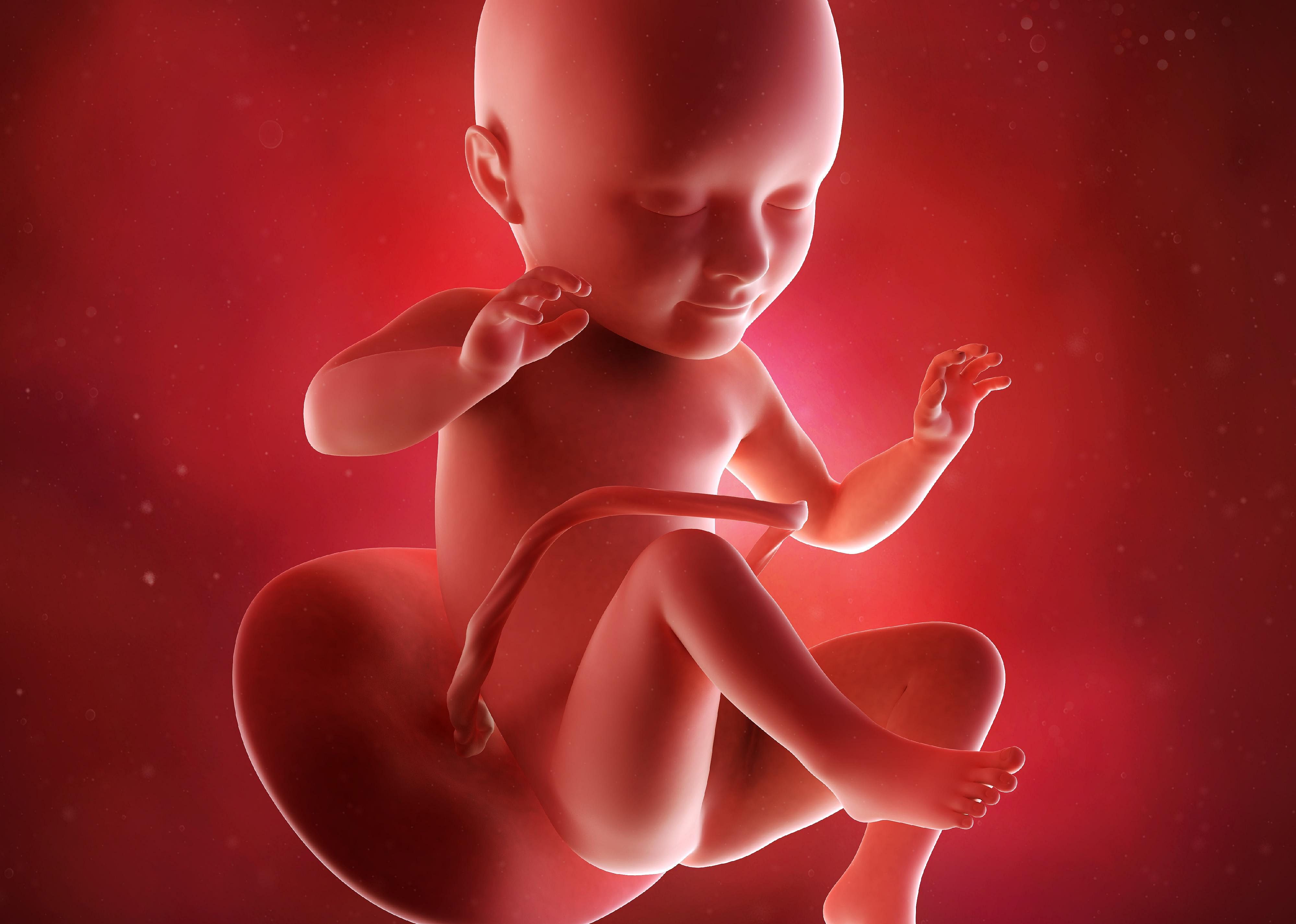 #13. Fetal development, weeks 27 to 38