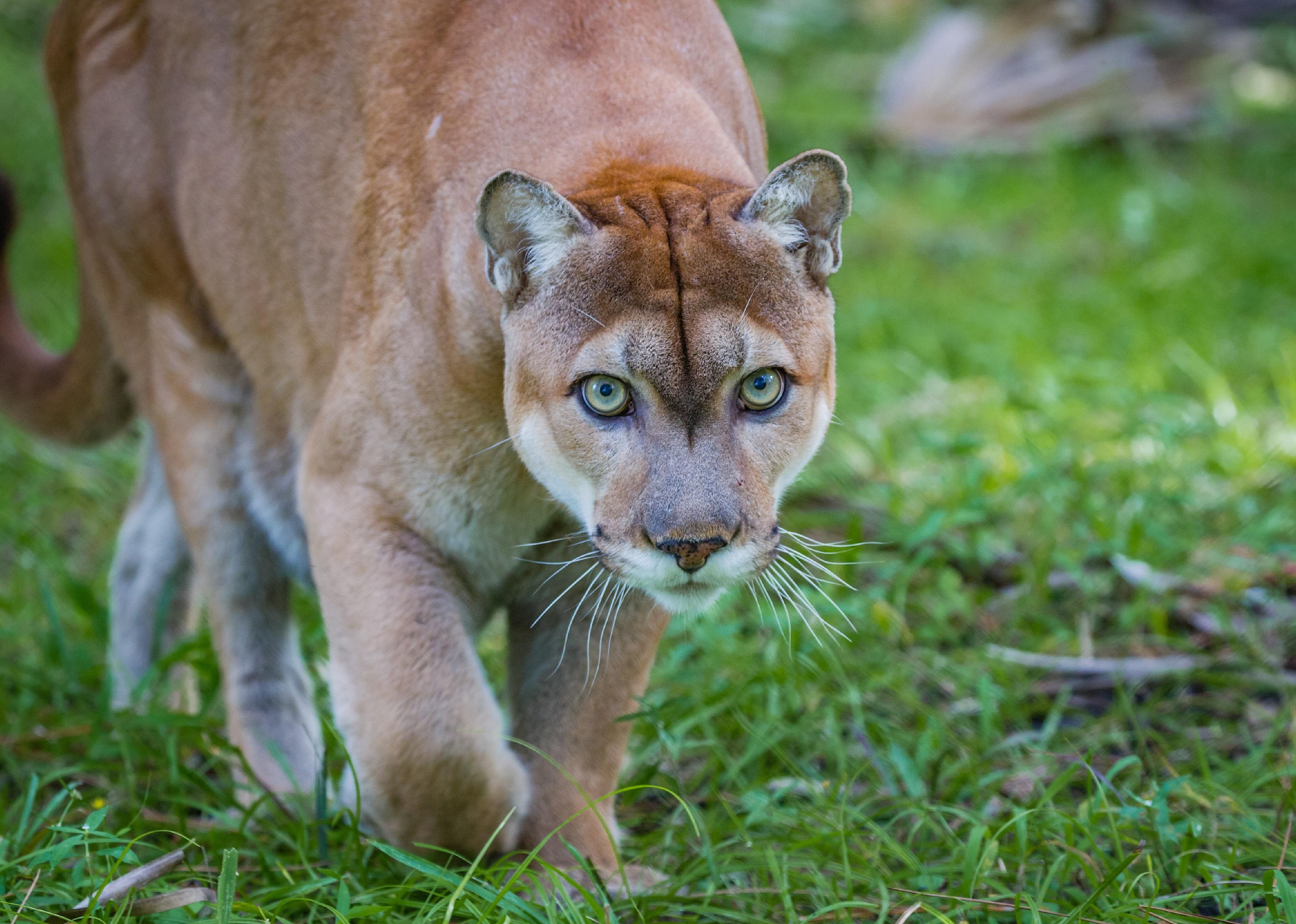 Answer: Florida state mammal