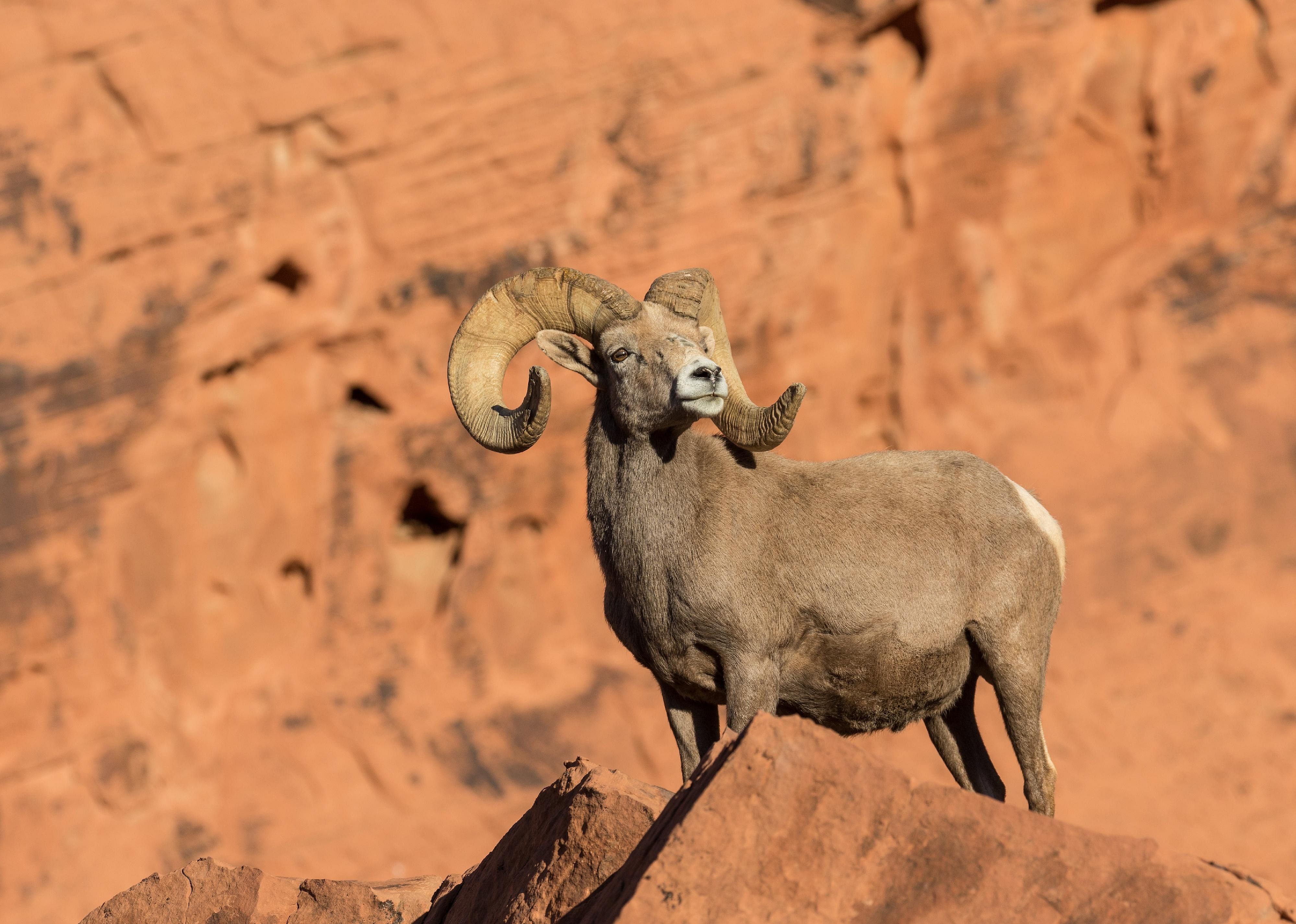 Answer: Nevada state mammal