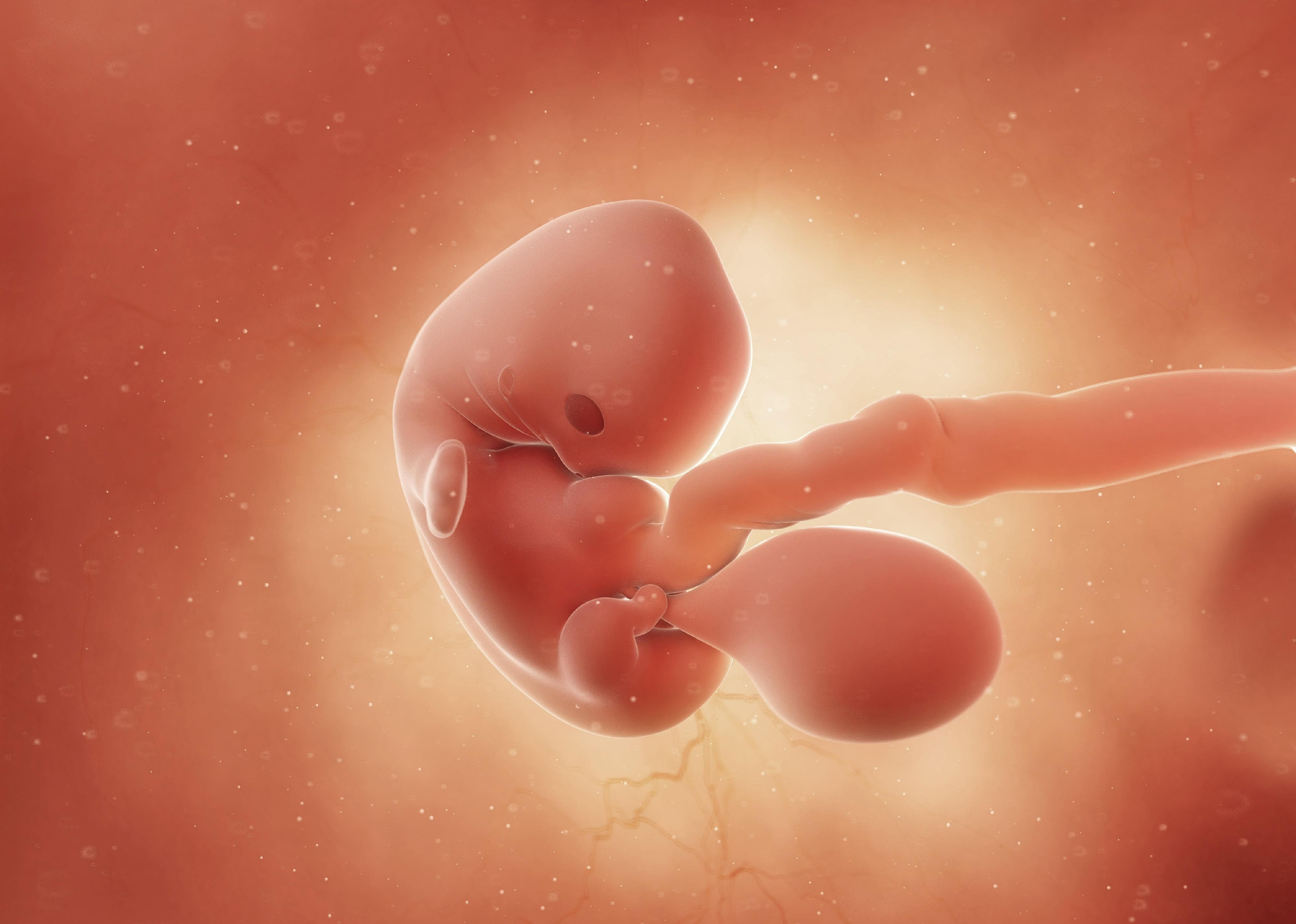 #10. Embryonic stage, weeks 6 to 8