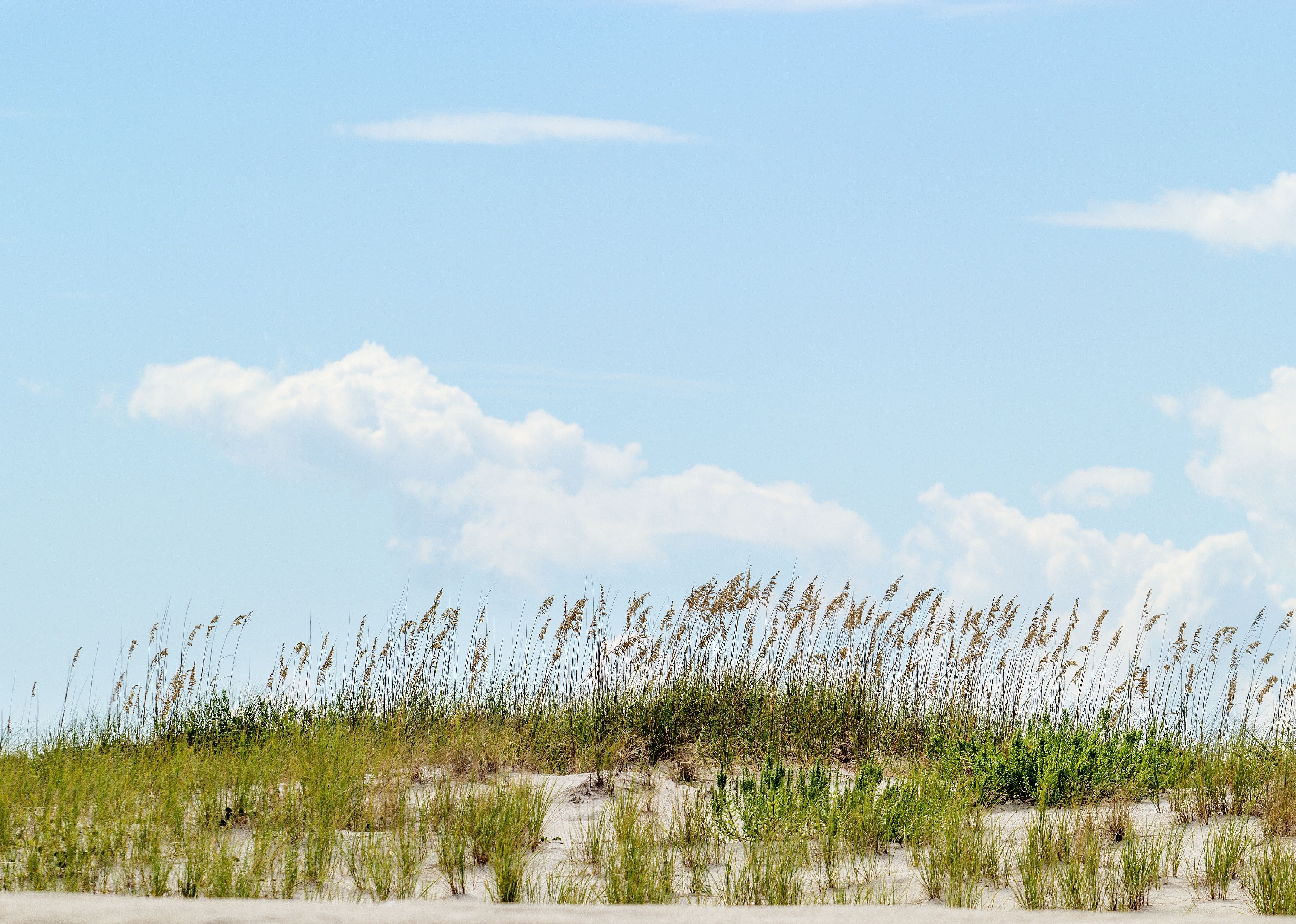 #39. South Carolina