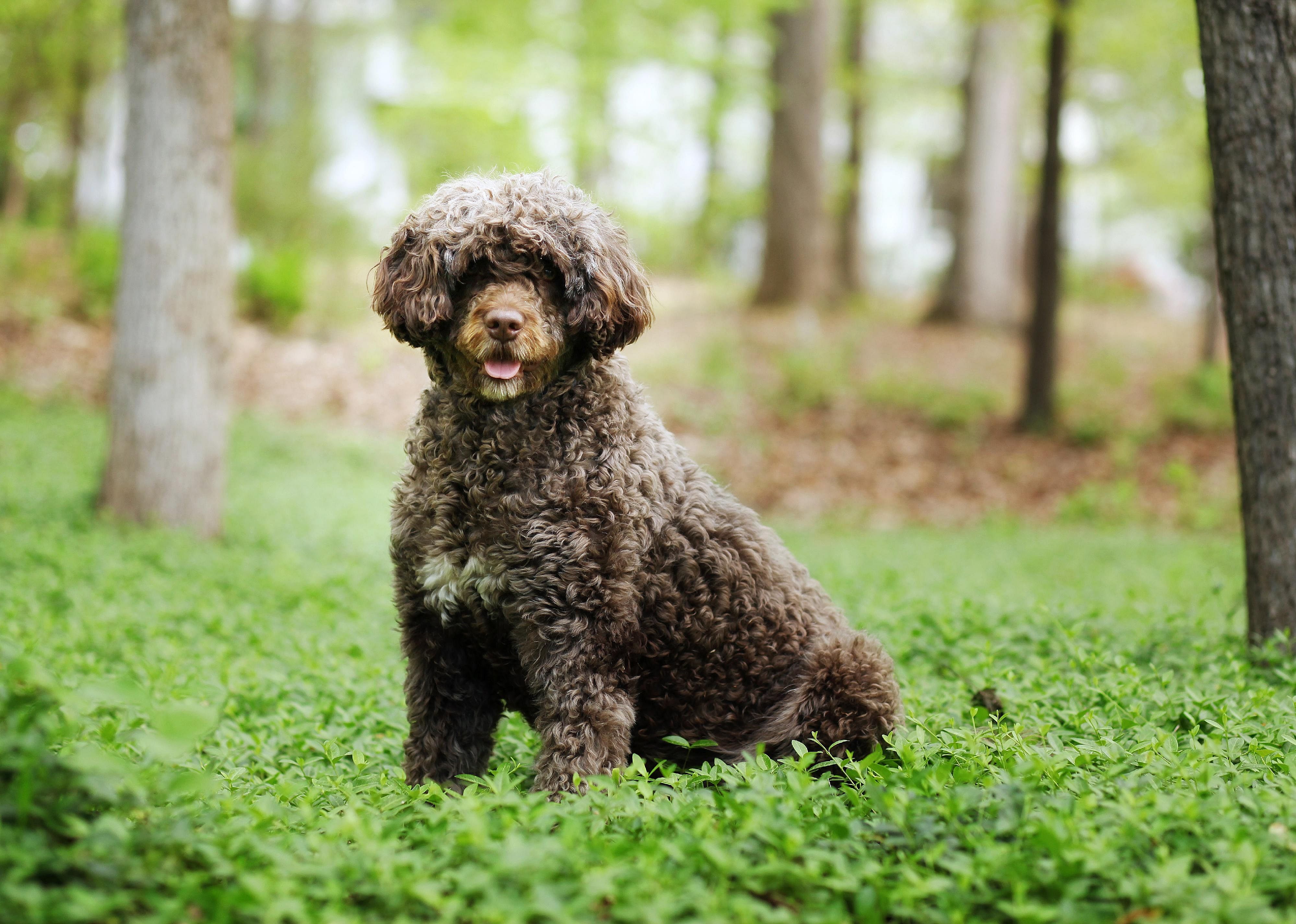 Clue: Dog breed #36