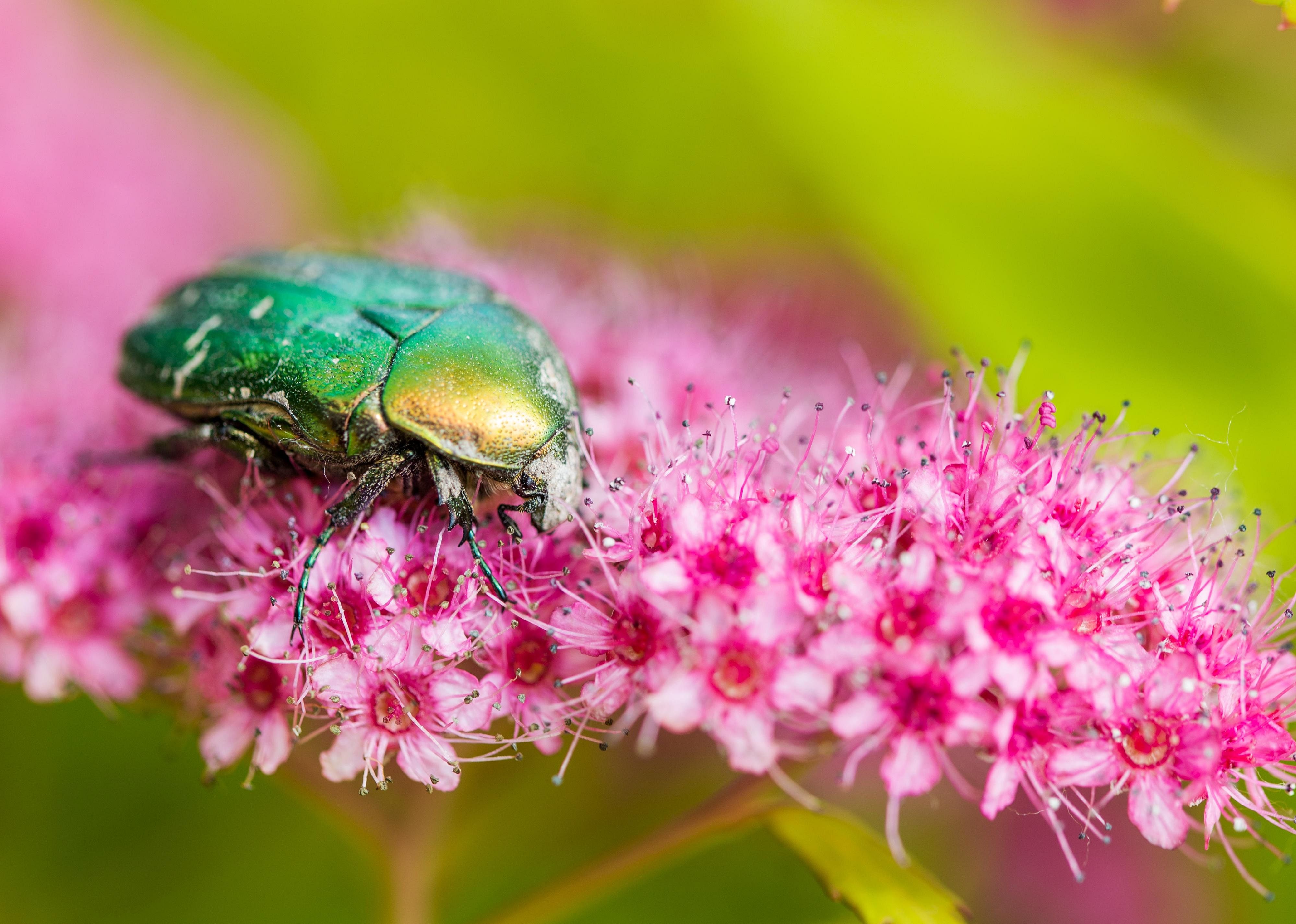 Beetles are ancient pollinators