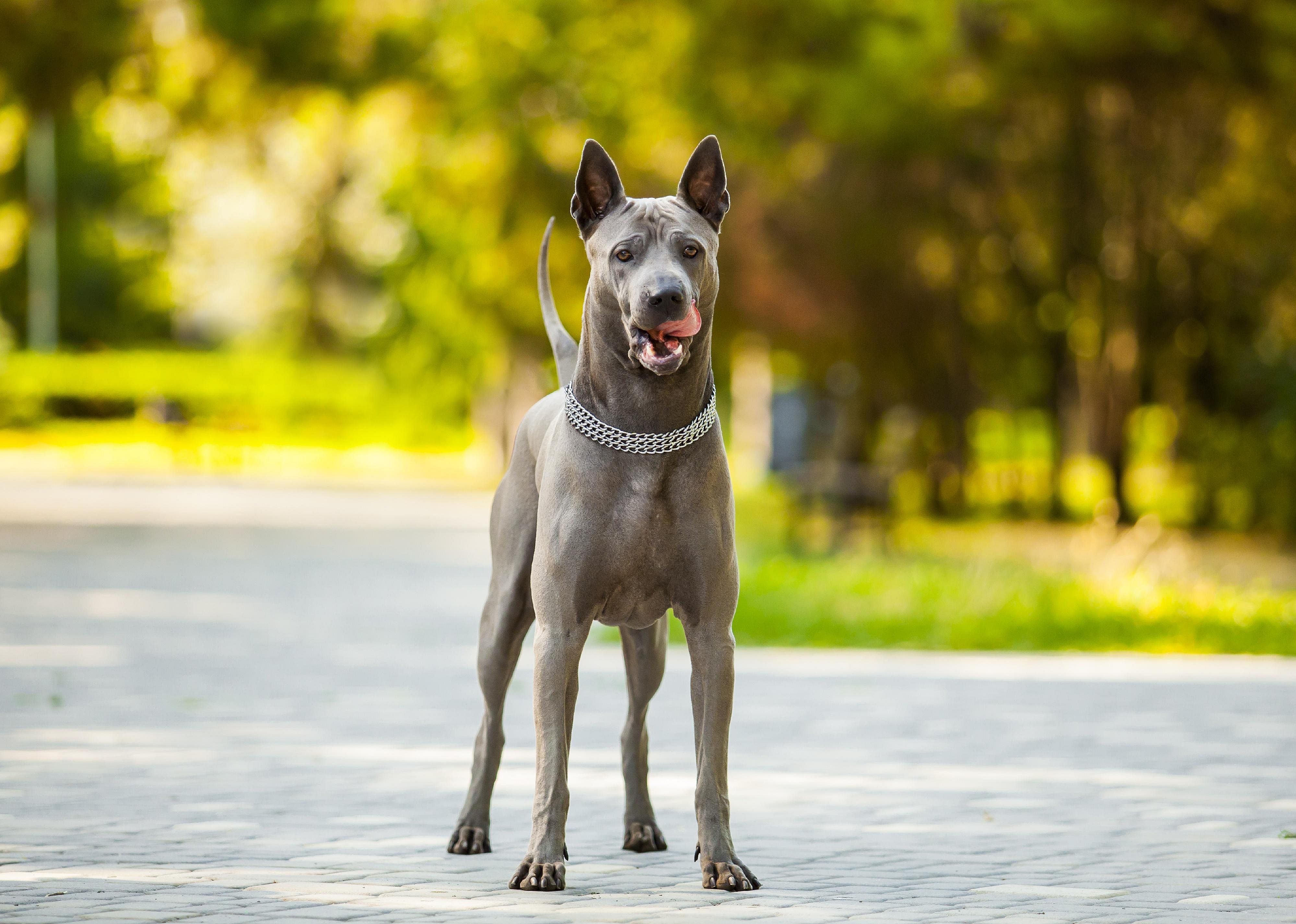 Answer: Dog breed #24
