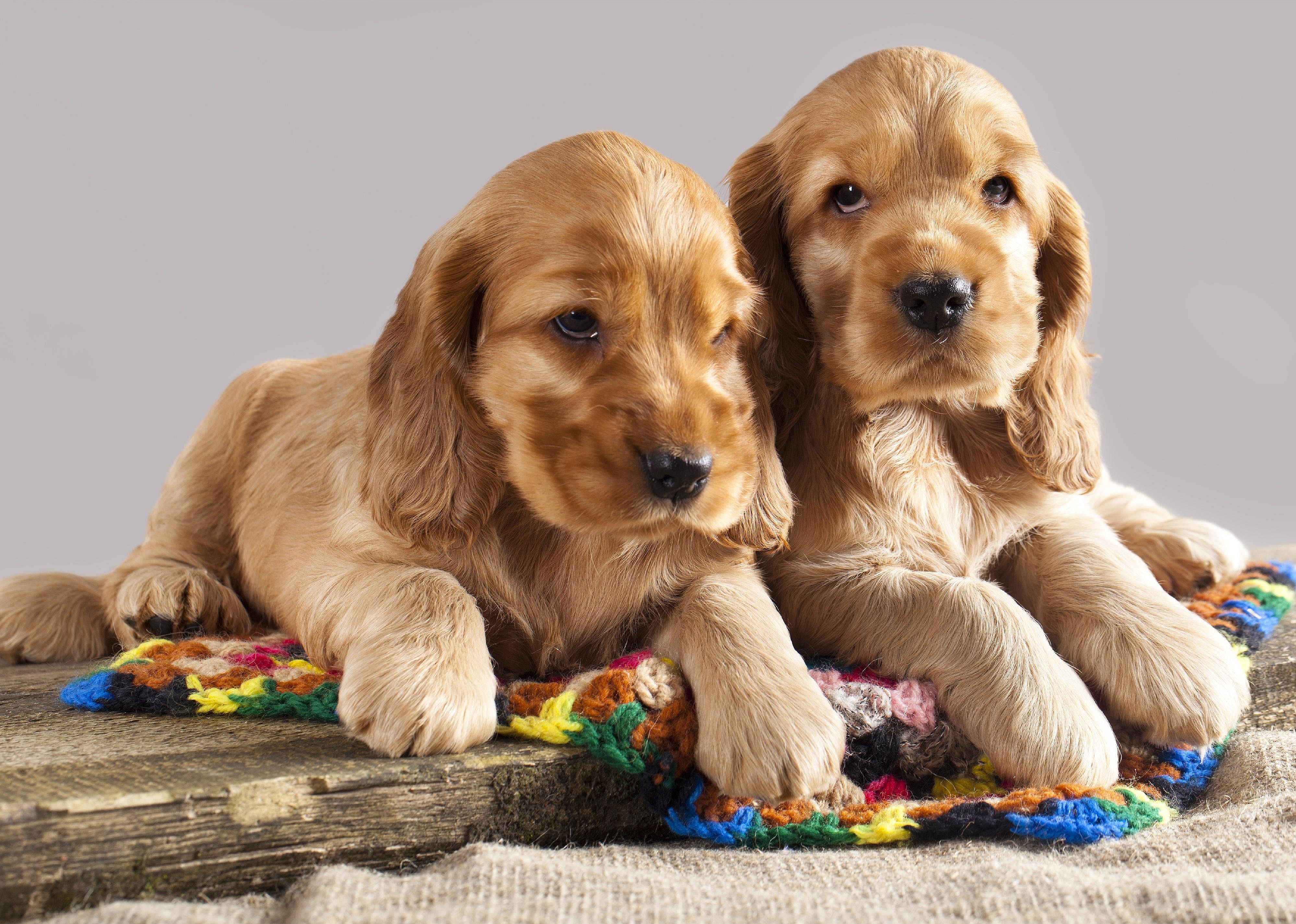 #39. English cocker spaniel