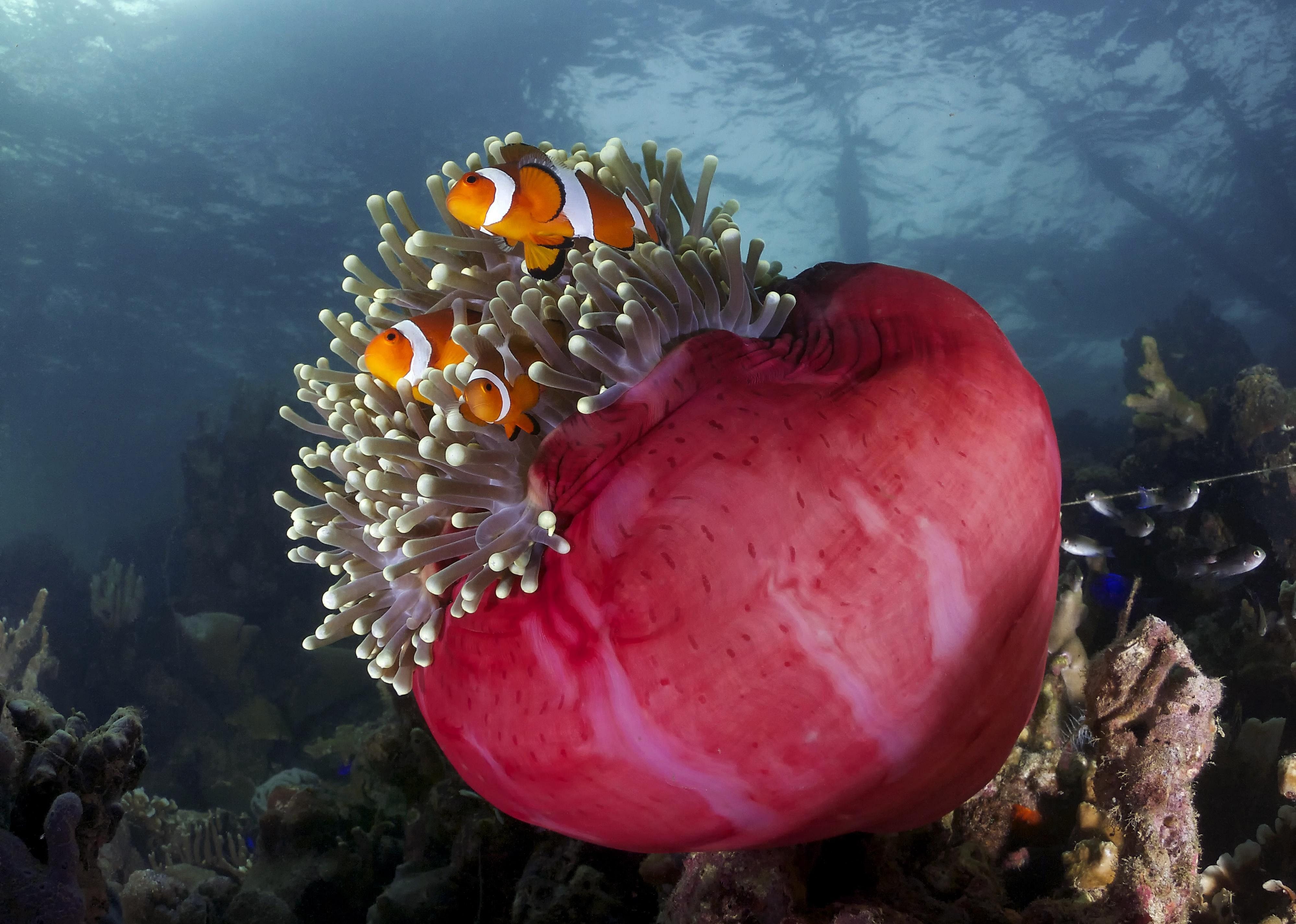 Clownfish and sea anemones