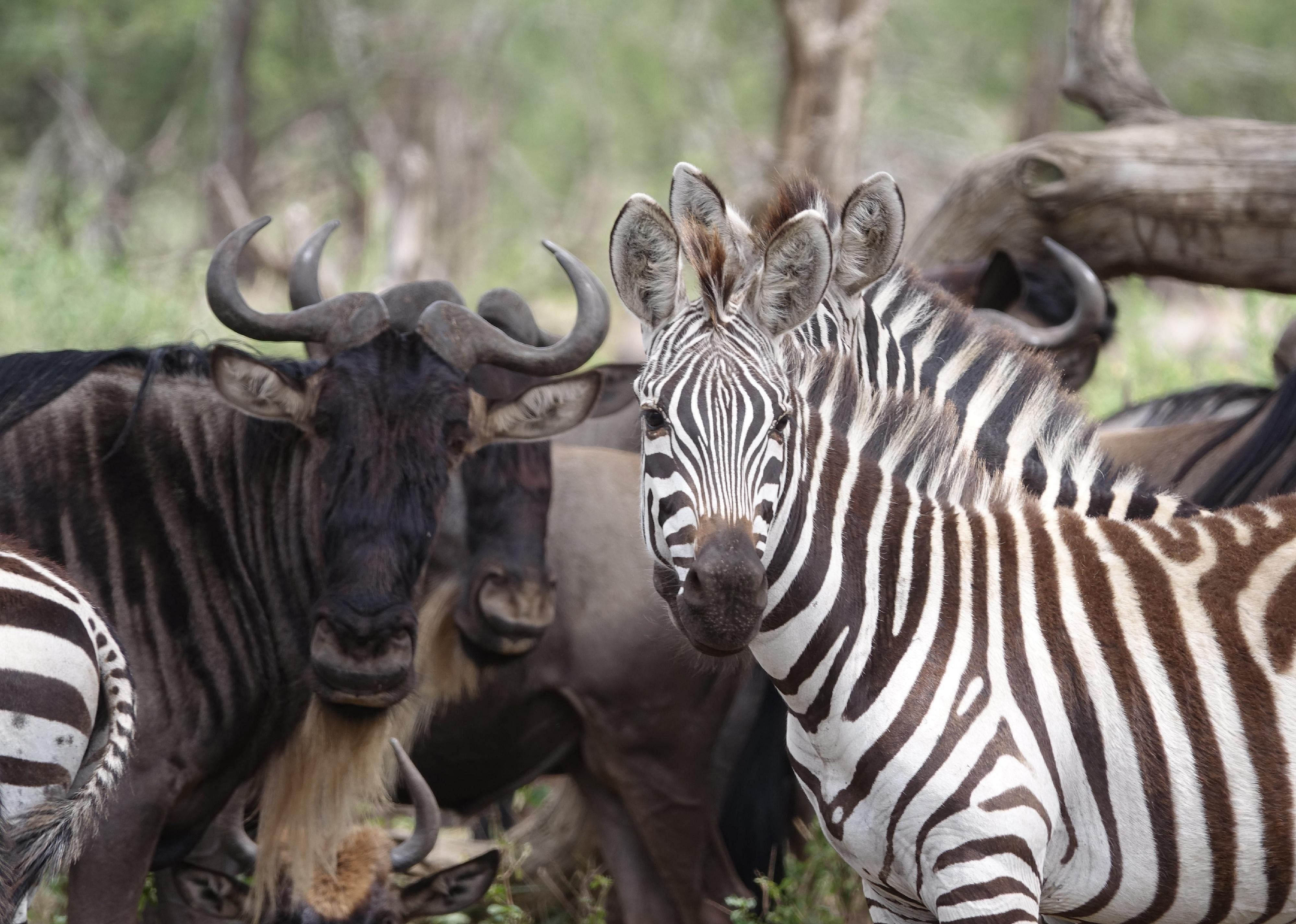 Zebra and wildebeests