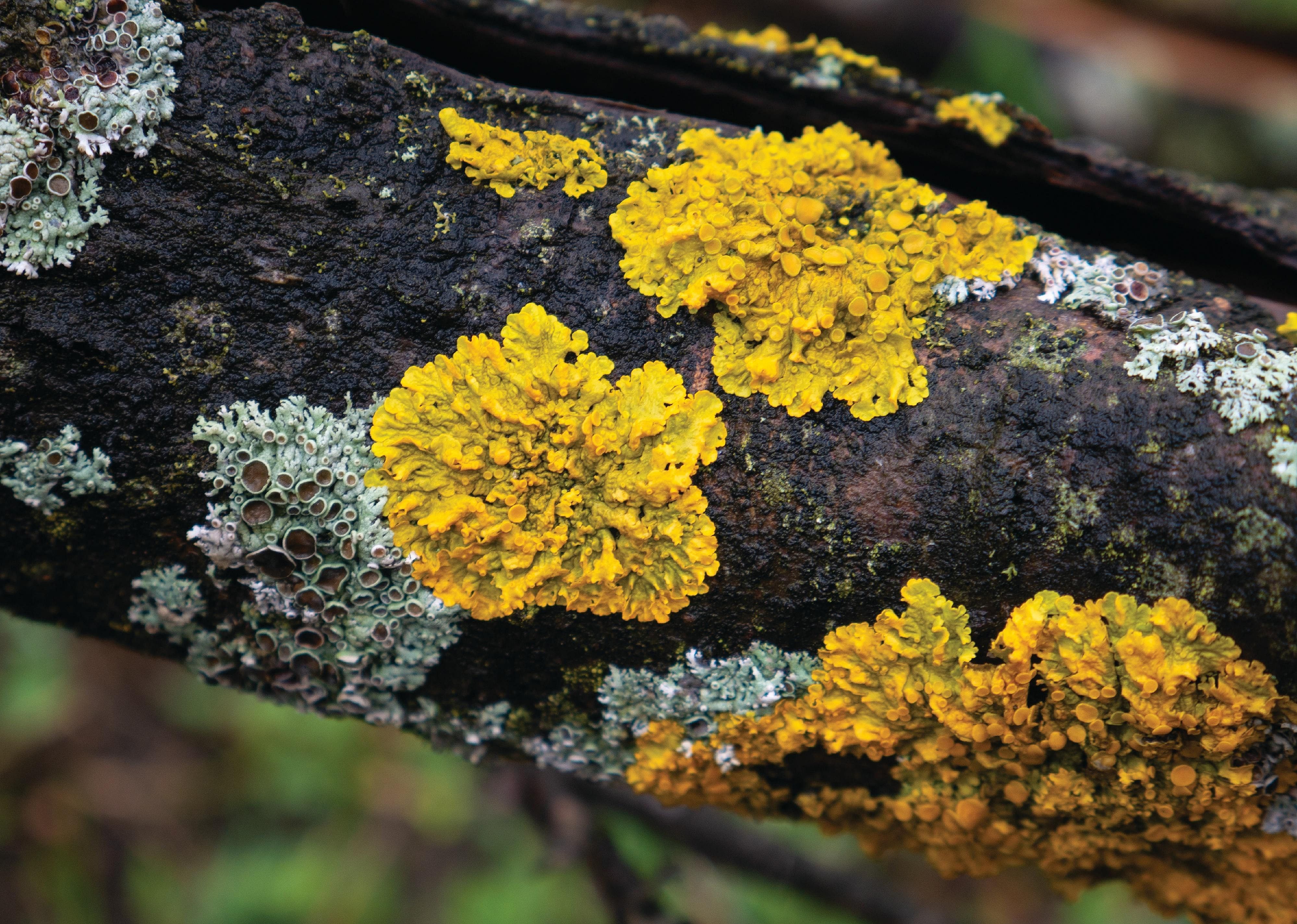 Lichen-forming fungi and algae
