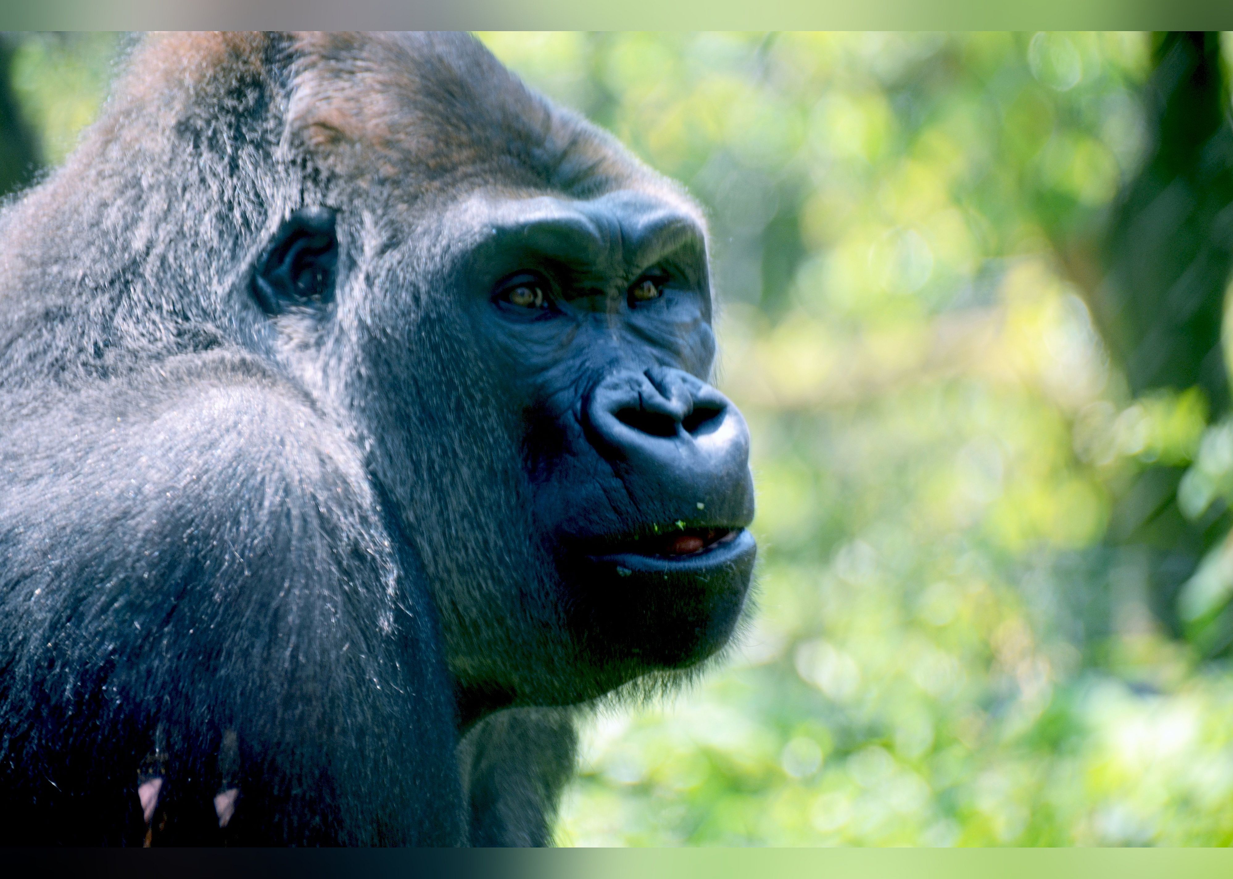 #11. Lincoln Park Zoo