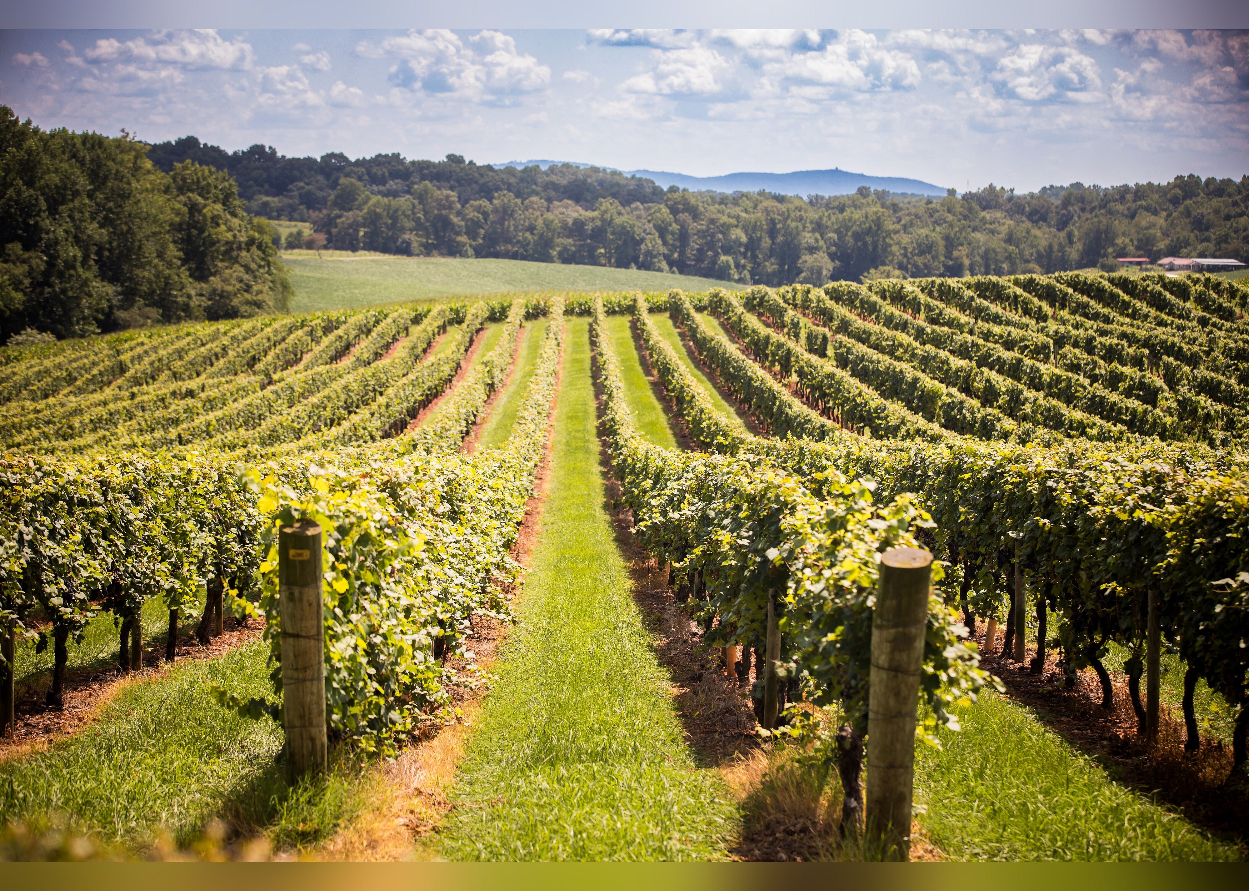 #8. Shelton Vineyards