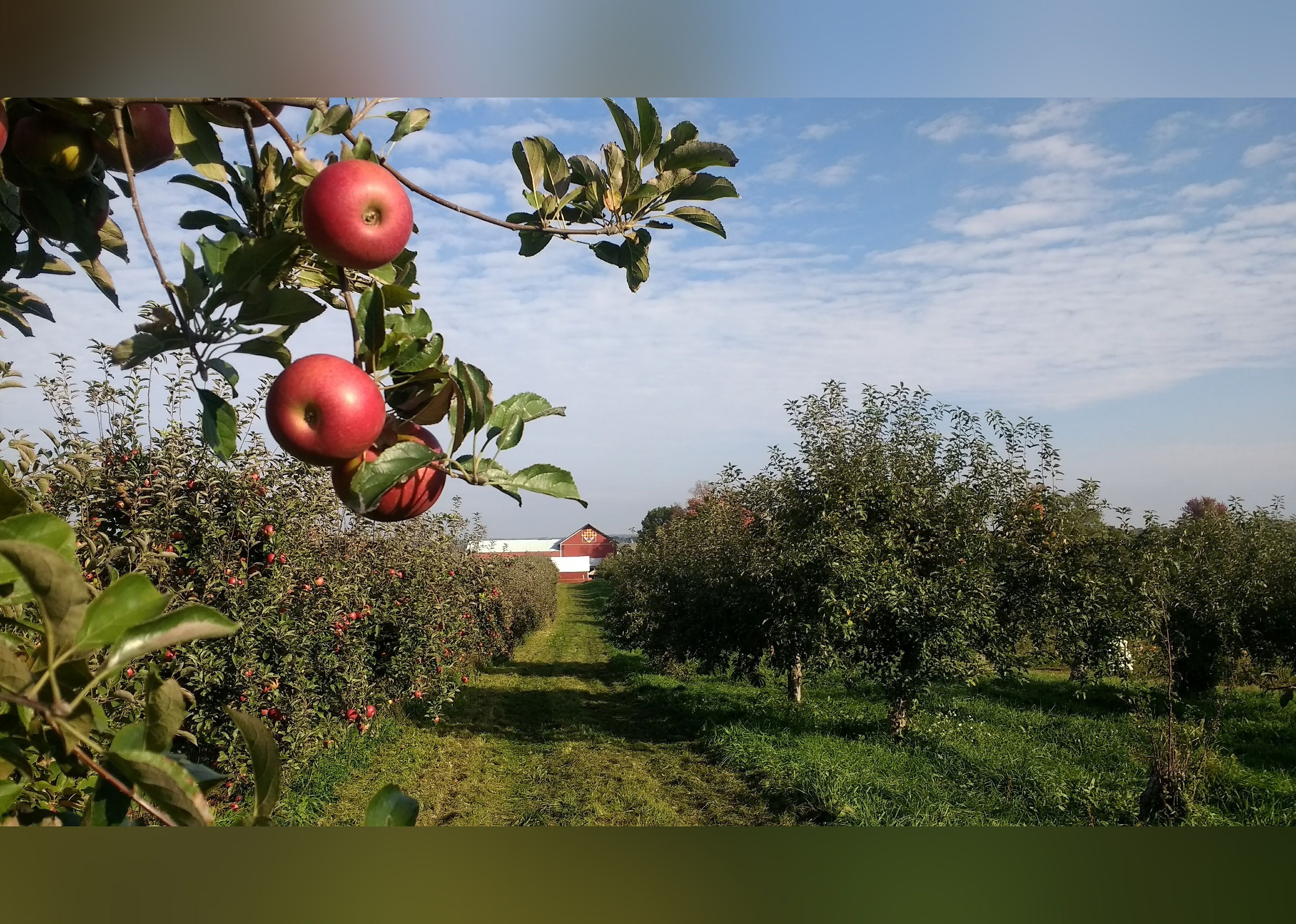 #19. Apple Barn Orchard and Winery