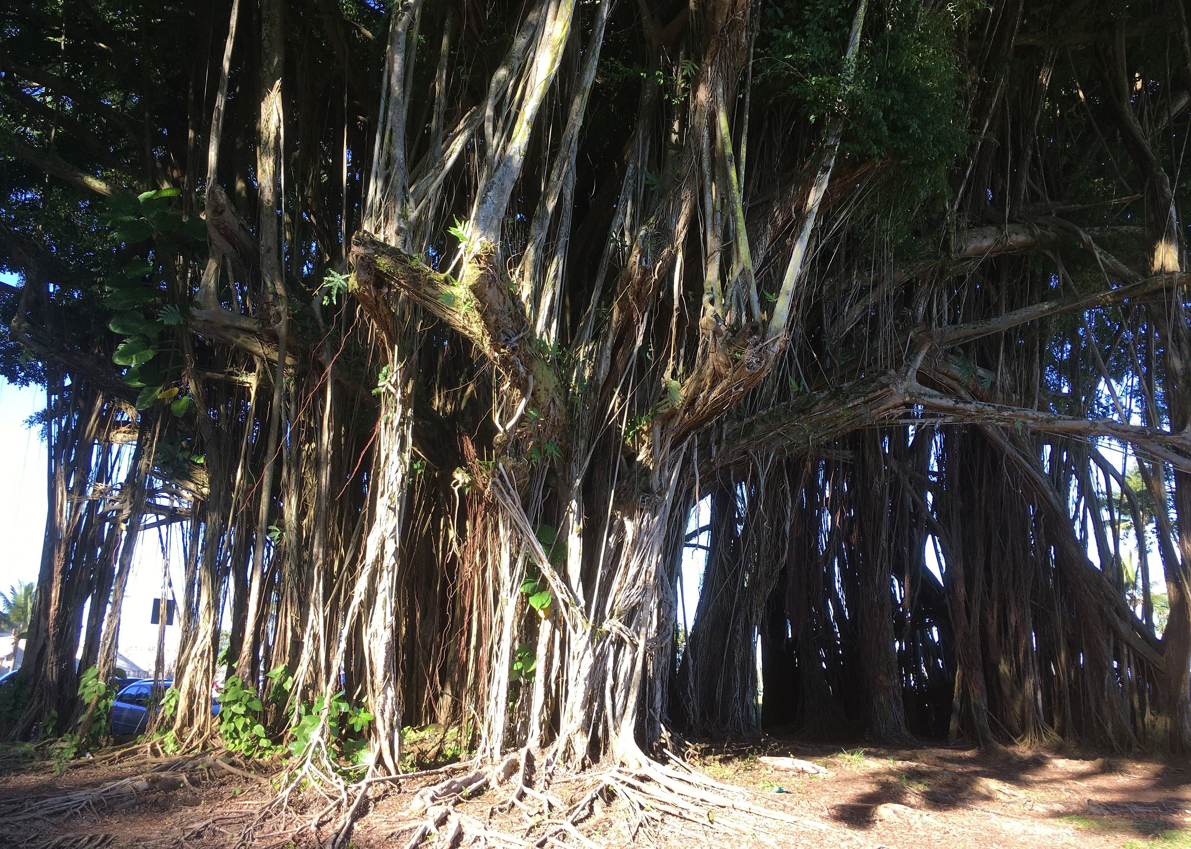 #25. Banyan Drive