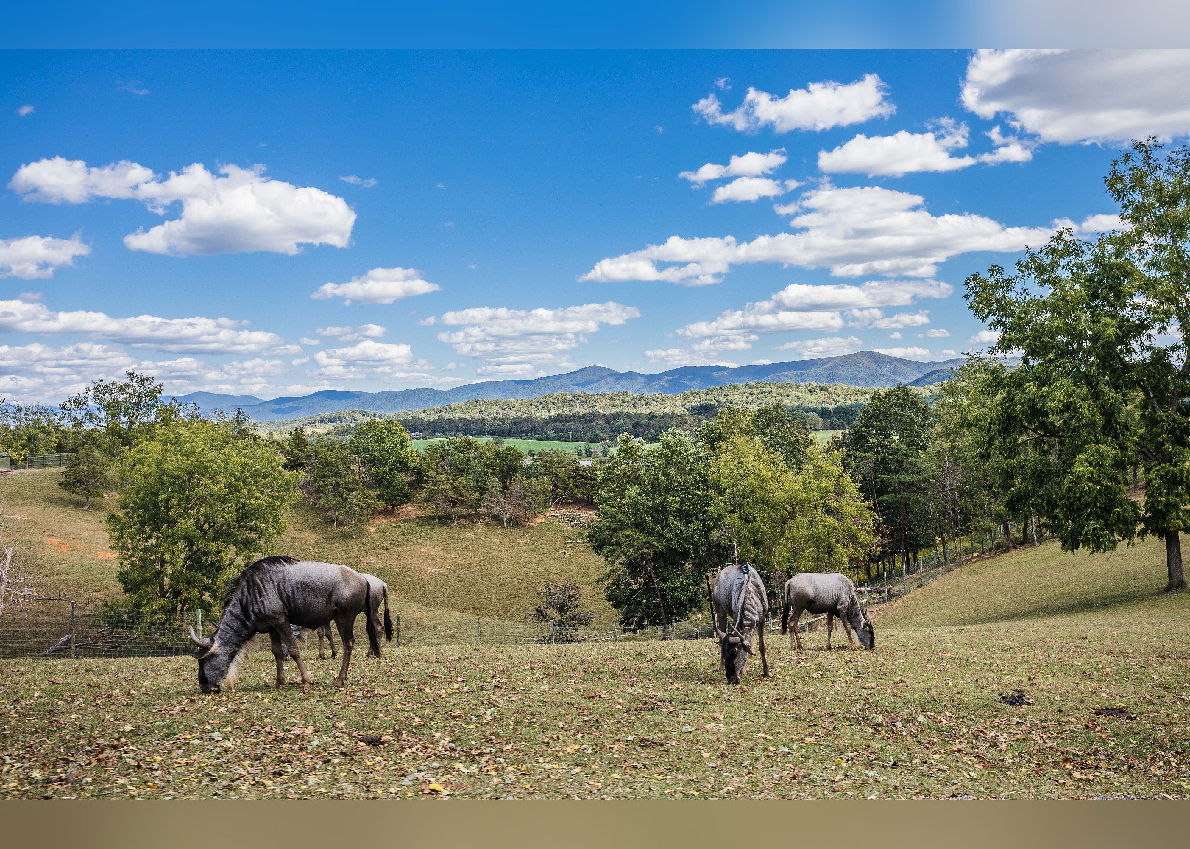#13. Virginia Safari Park