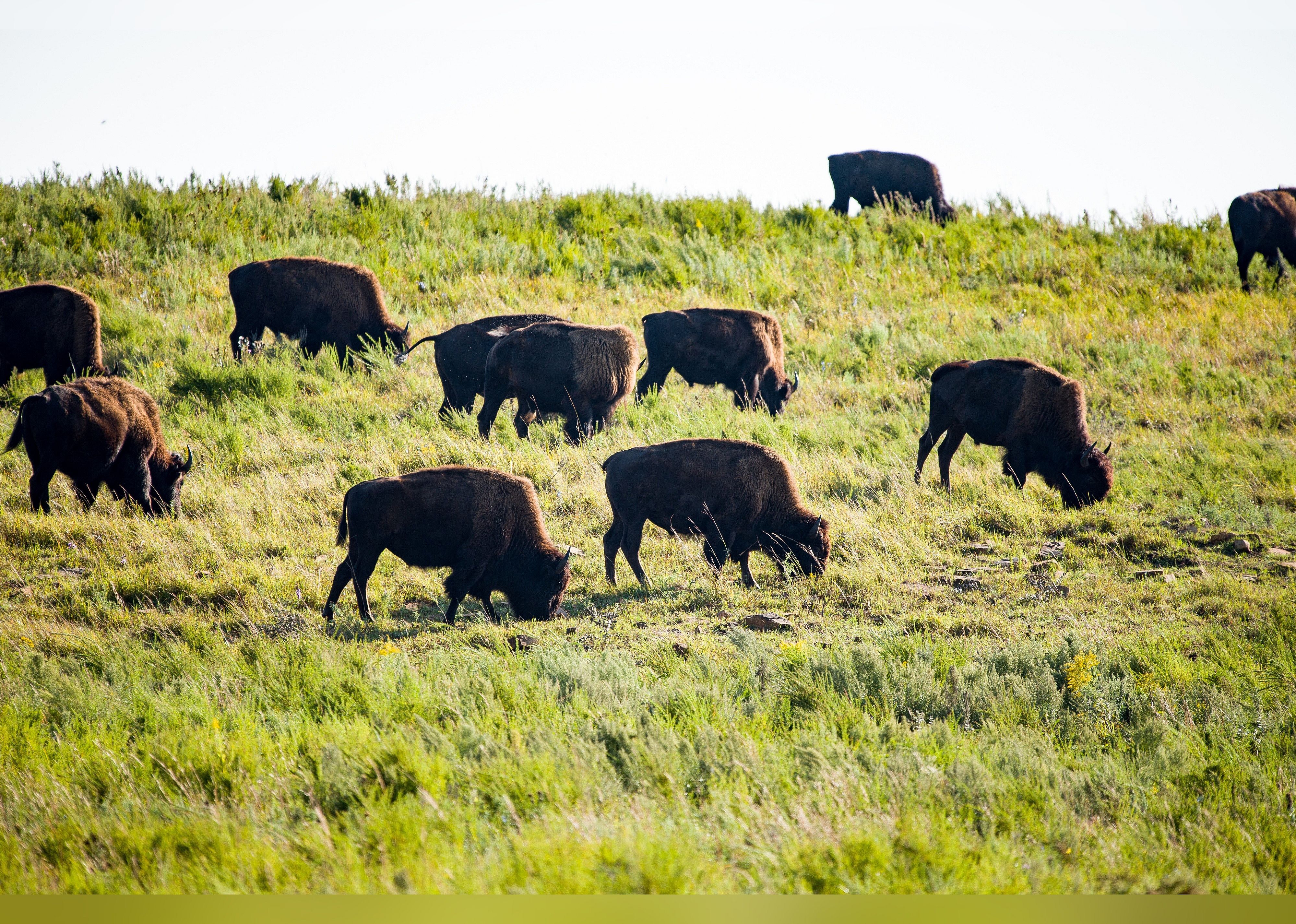 #18. Tallgrass Prairie Preserve