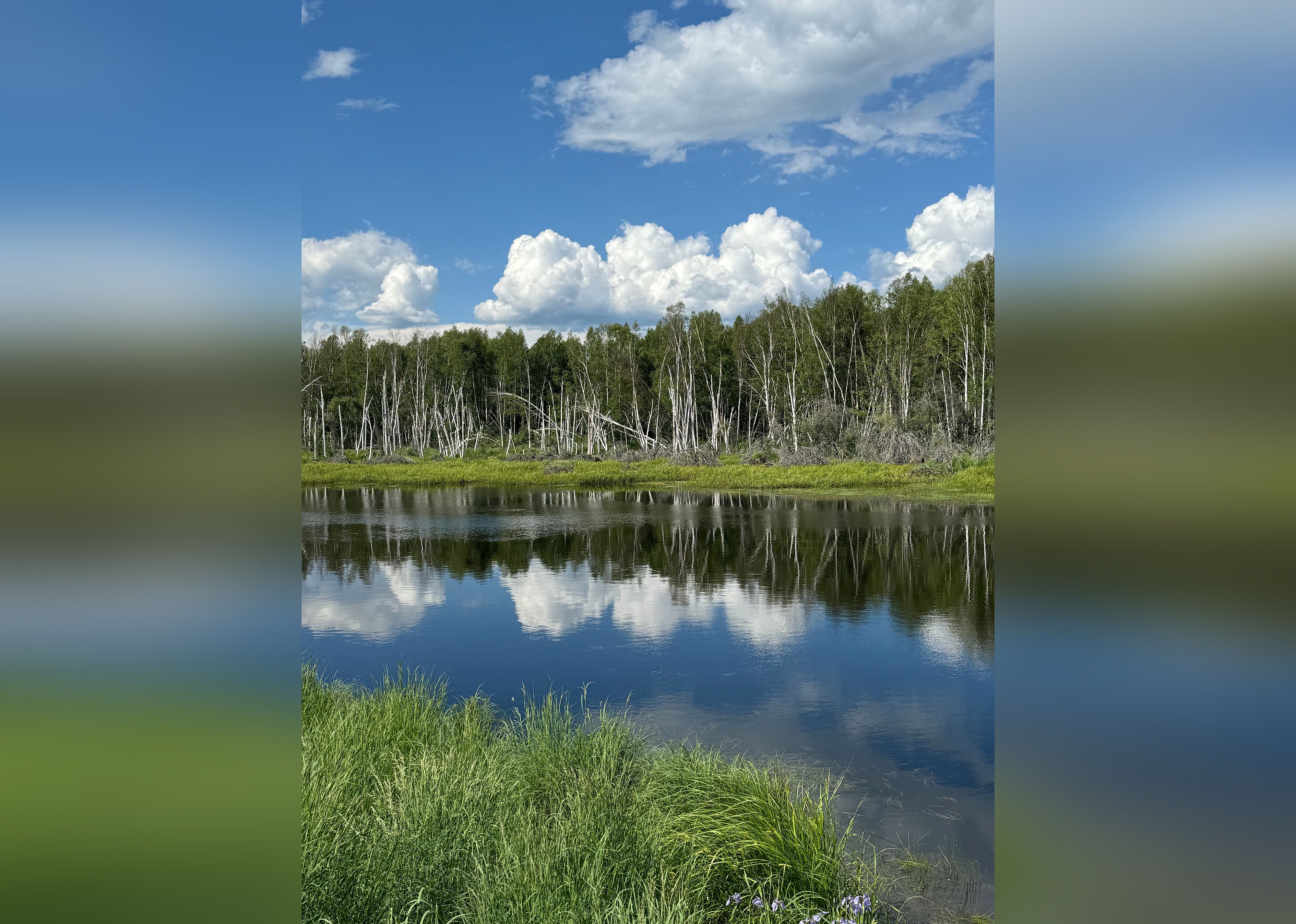 #18. Creamer's Field Migratory Waterfowl Refuge