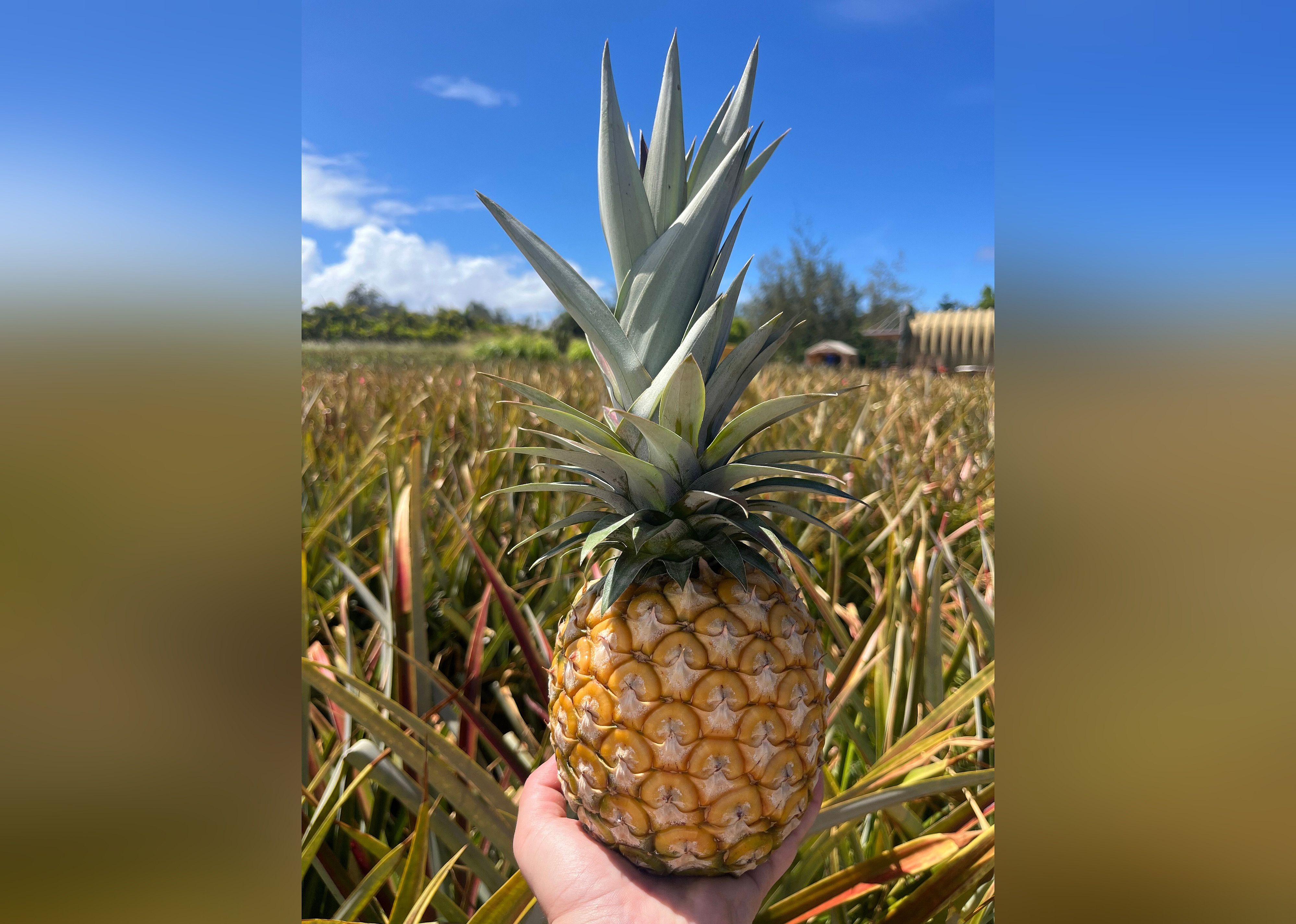 #20. Sugarloaf Pineapple Farm