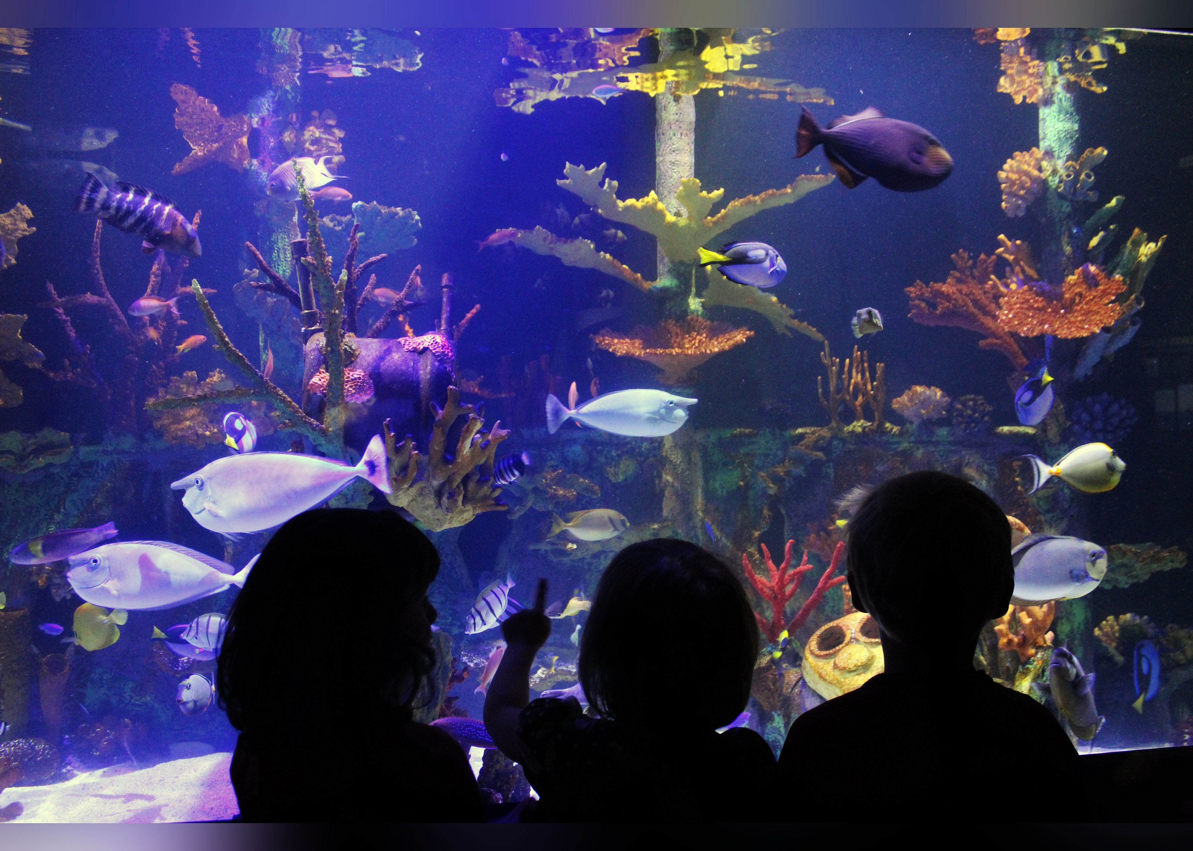 #12. Great Lakes Aquarium